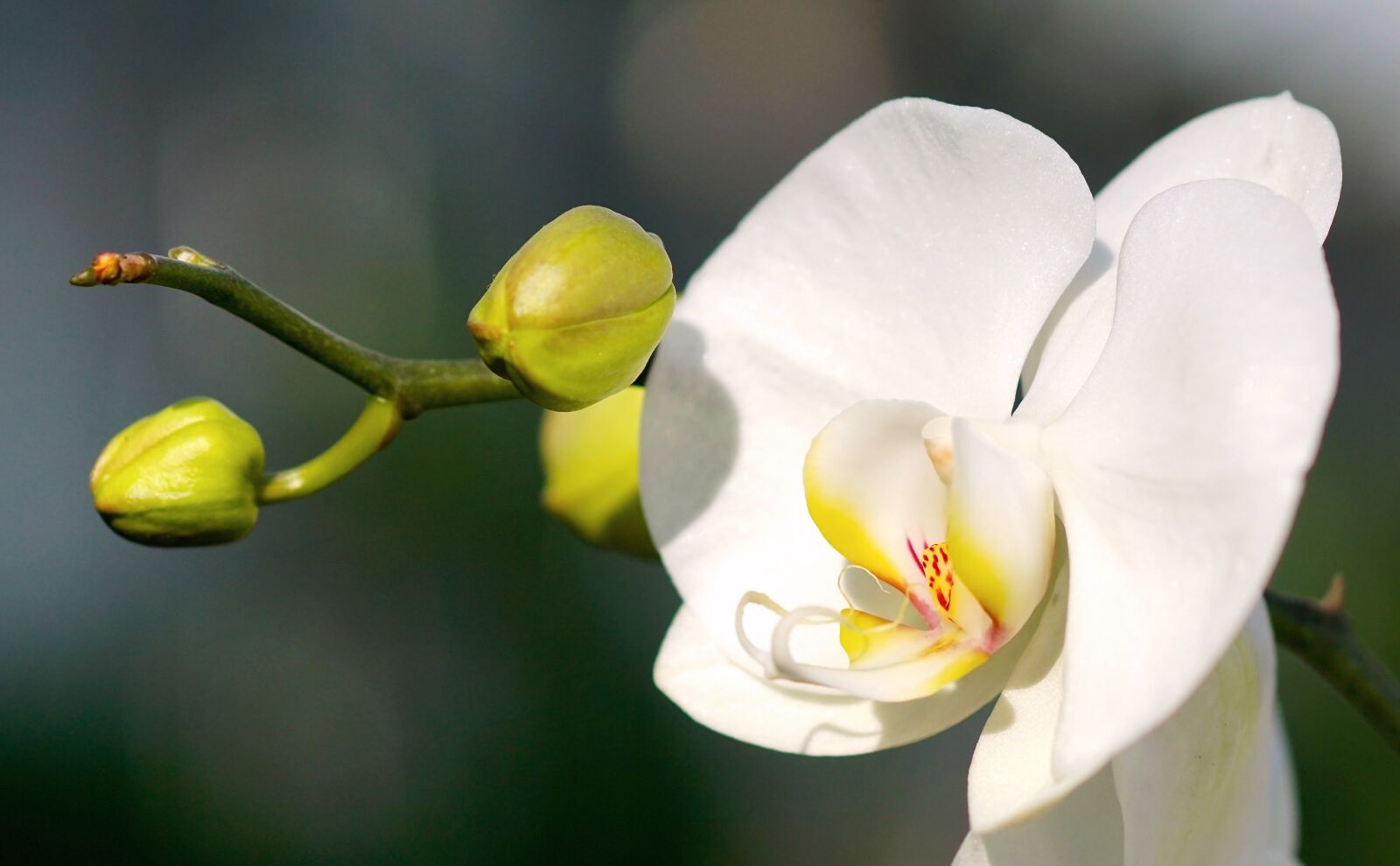 Tamron SP AF 90mm F2.8 Di Macro sample photo. Orchid, white, white orchid photography