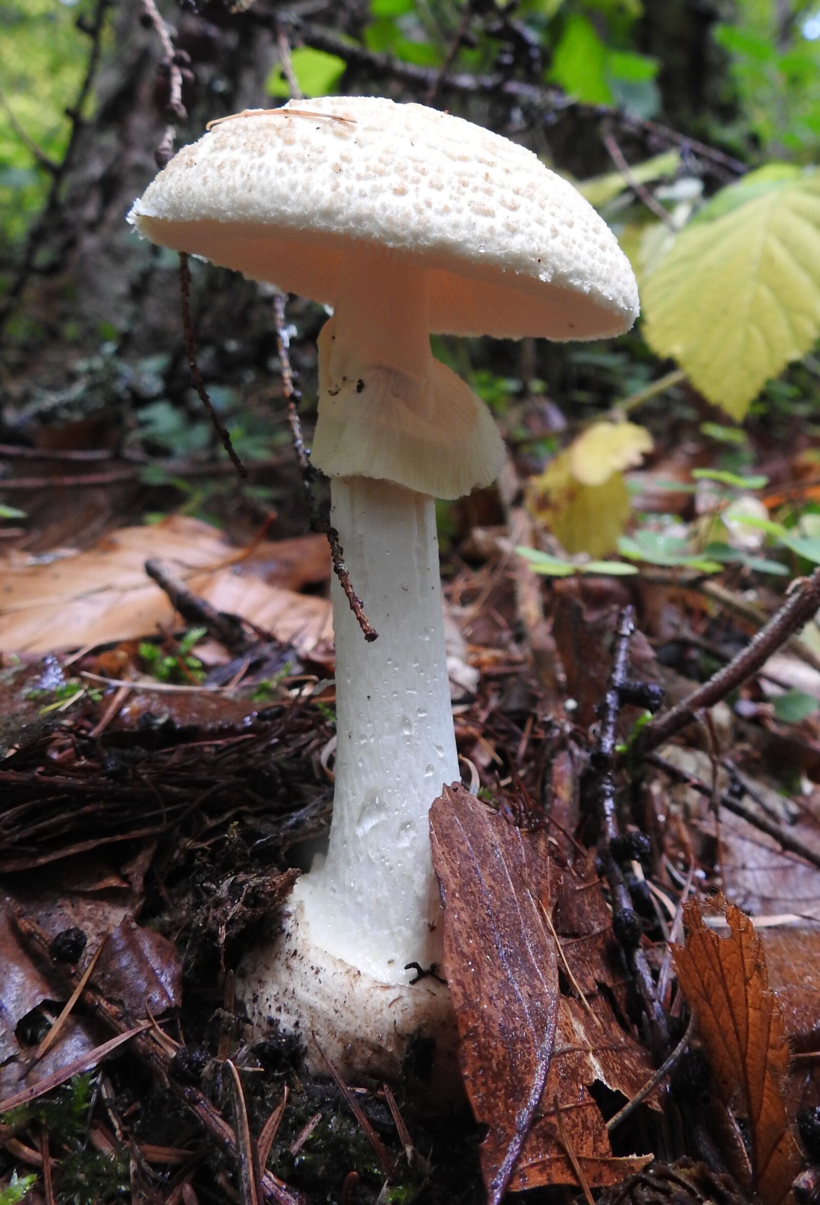 Nikon Coolpix P900 sample photo. Mushroom, forest floor, forest photography