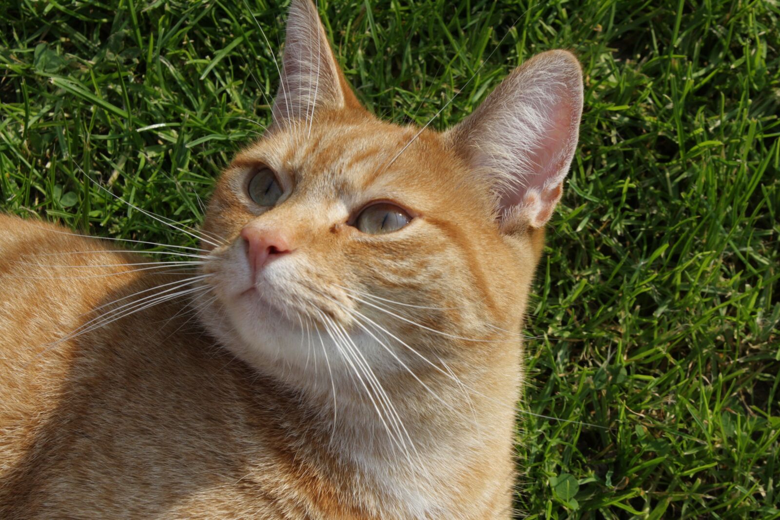 Canon EOS 1000D (EOS Digital Rebel XS / EOS Kiss F) sample photo. Cat, eyes, domestic cat photography