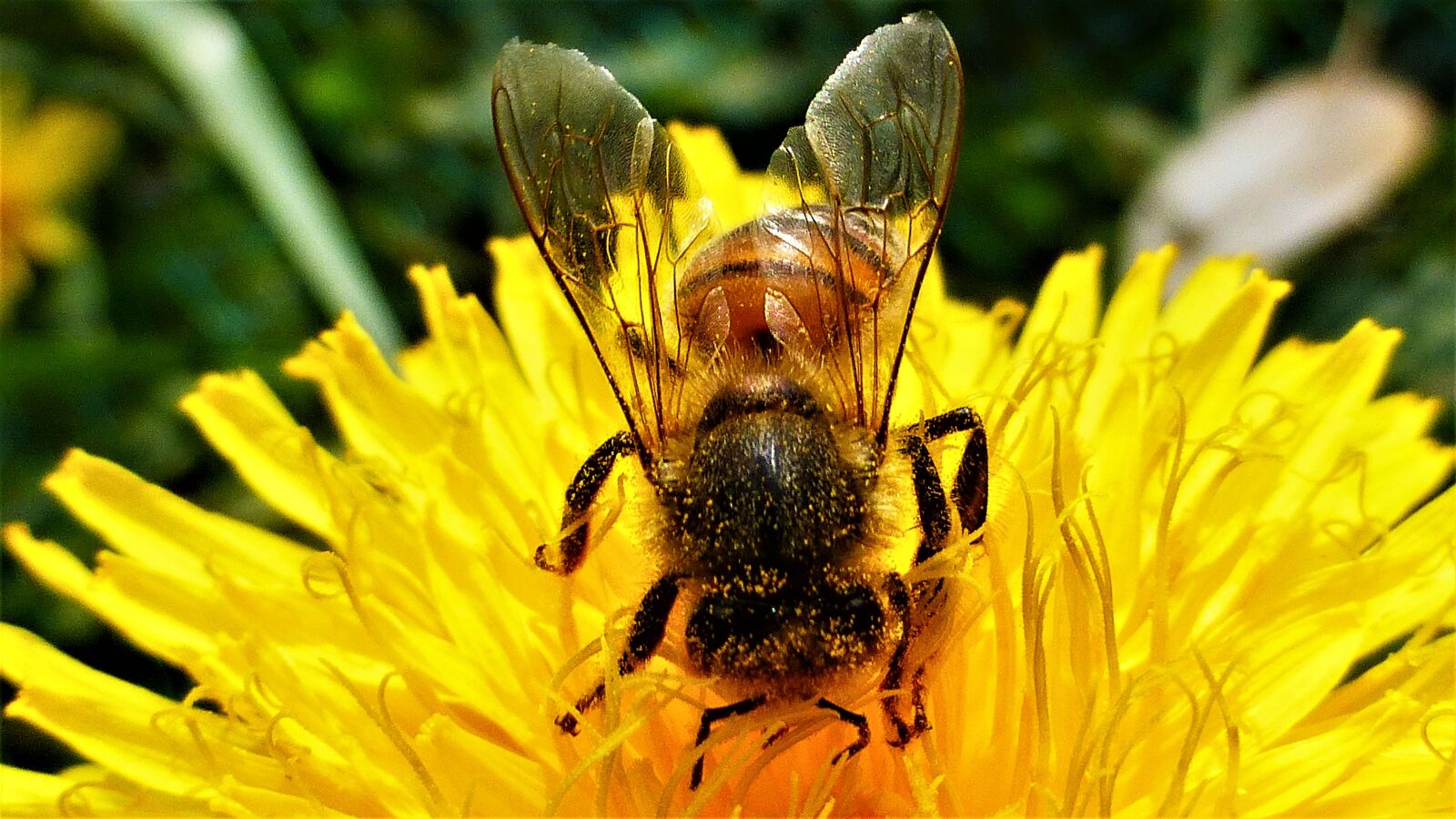Panasonic Lumix DMC-ZS25 (Lumix DMC-TZ35) sample photo. Nature, flower, insect photography