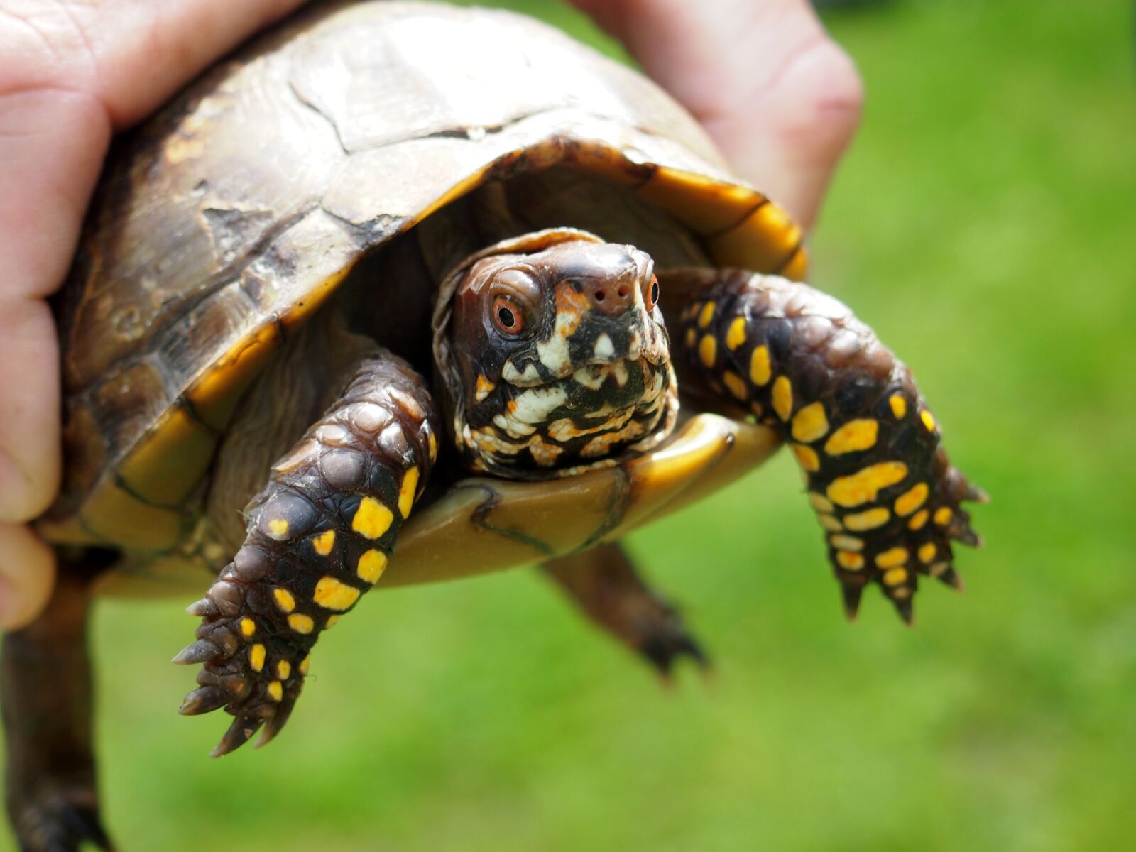 Olympus PEN E-PL3 sample photo. Turtle, nature, animal photography
