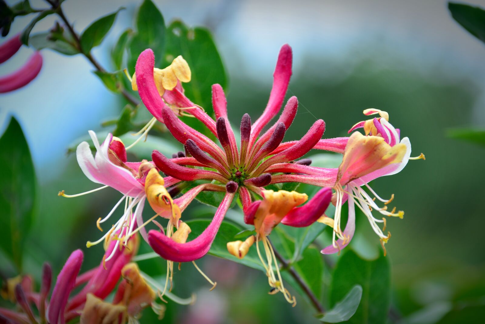 Nikon D5200 sample photo. Blossom, bloom, forest honeysuckle photography