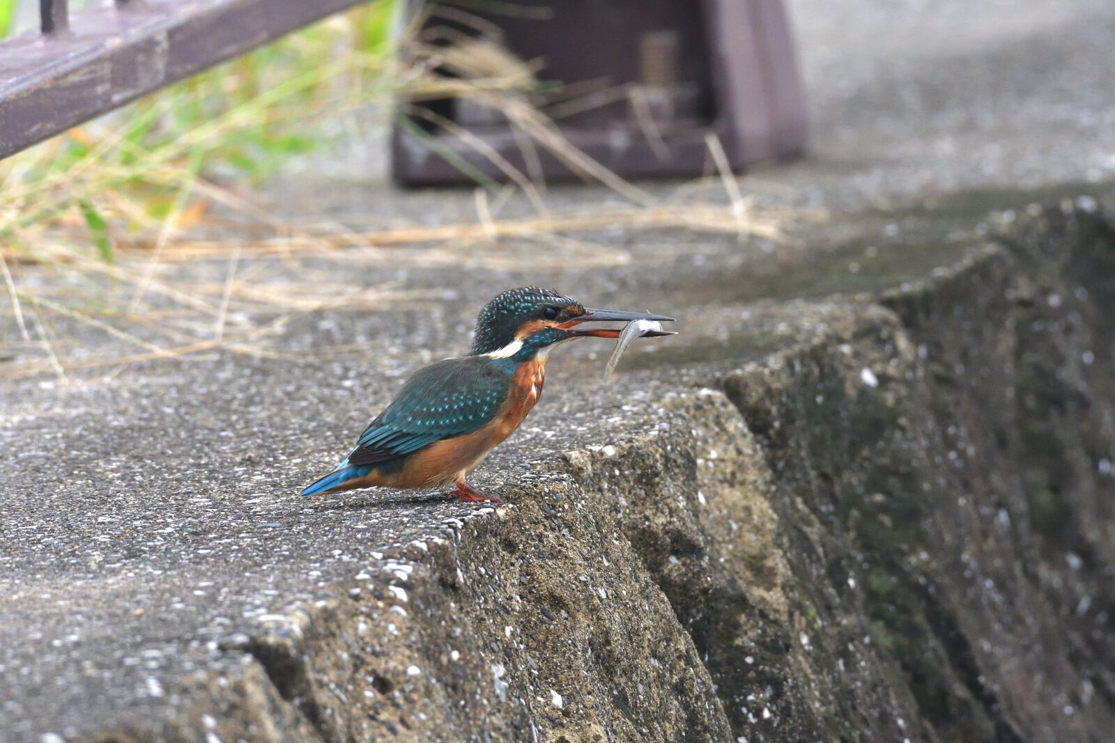 Nikon D500 sample photo. Bird, natural, wild animals photography