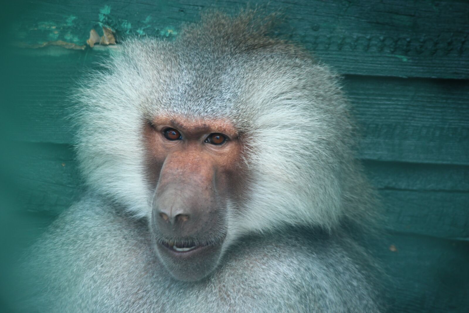 Canon EF-S 55-250mm F4-5.6 IS II sample photo. Monkey, zoo, konya photography