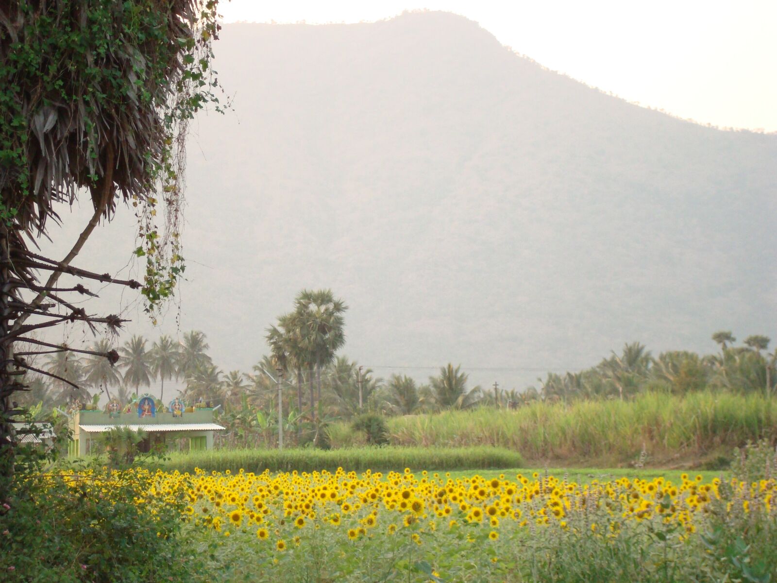 Sony DSC-W90 sample photo. Sunflower farm, mountain, indian photography