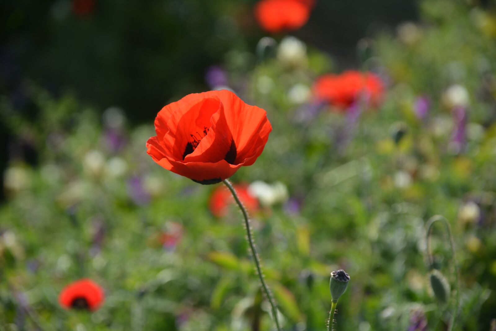 Nikon D7100 sample photo. Flower, nature, flora photography