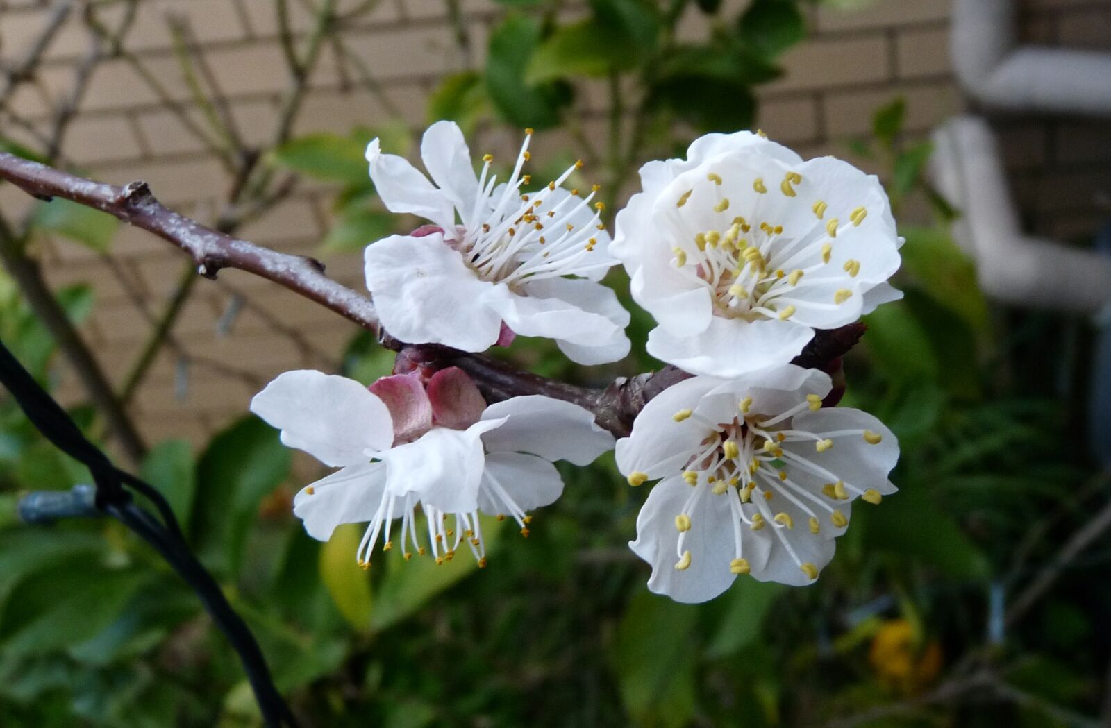 Panasonic Lumix DMC-FZ28 sample photo. Apricot, blossom, tree photography