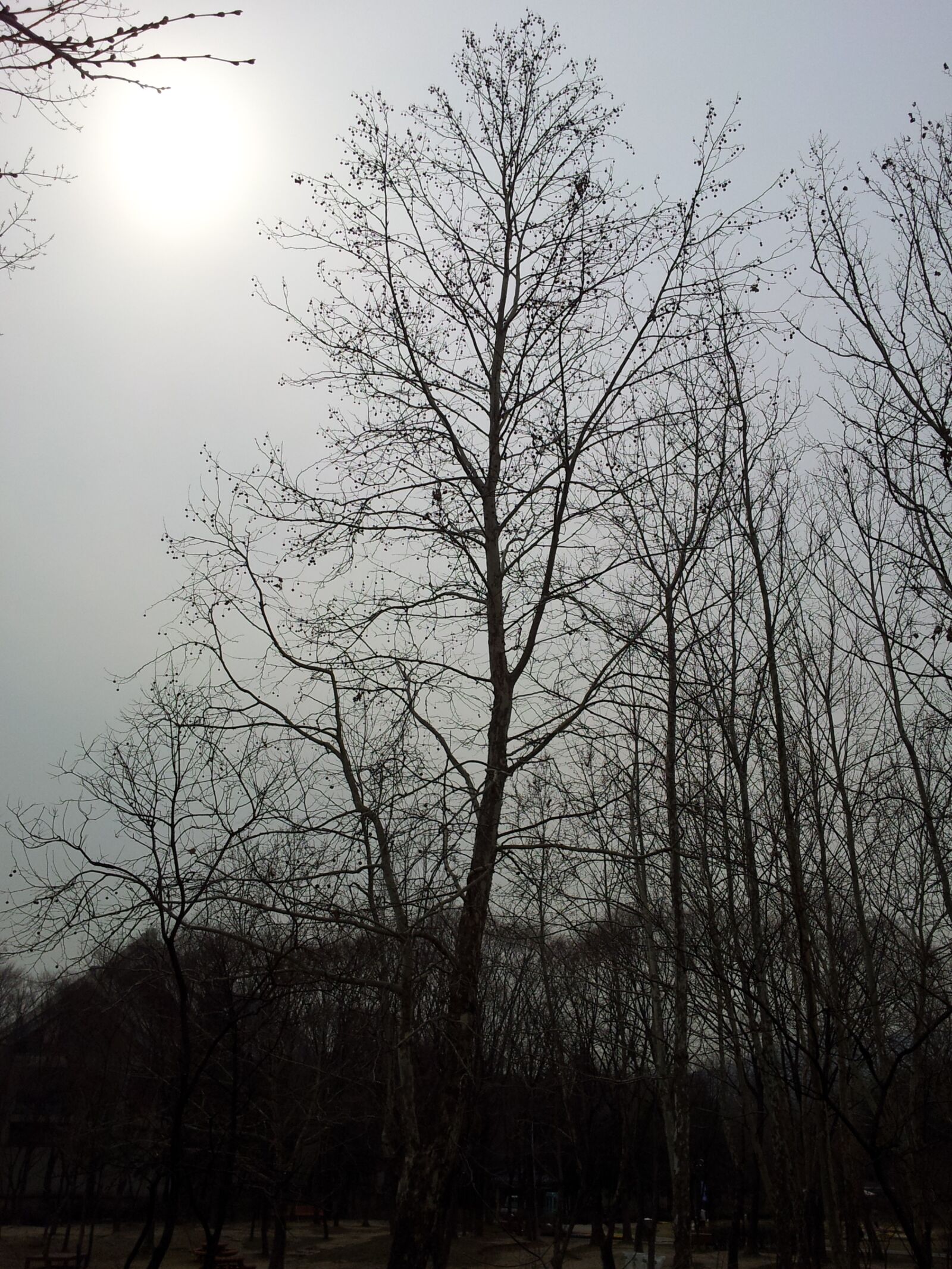 Samsung Galaxy S2 sample photo. Winter, wood, winter tree photography