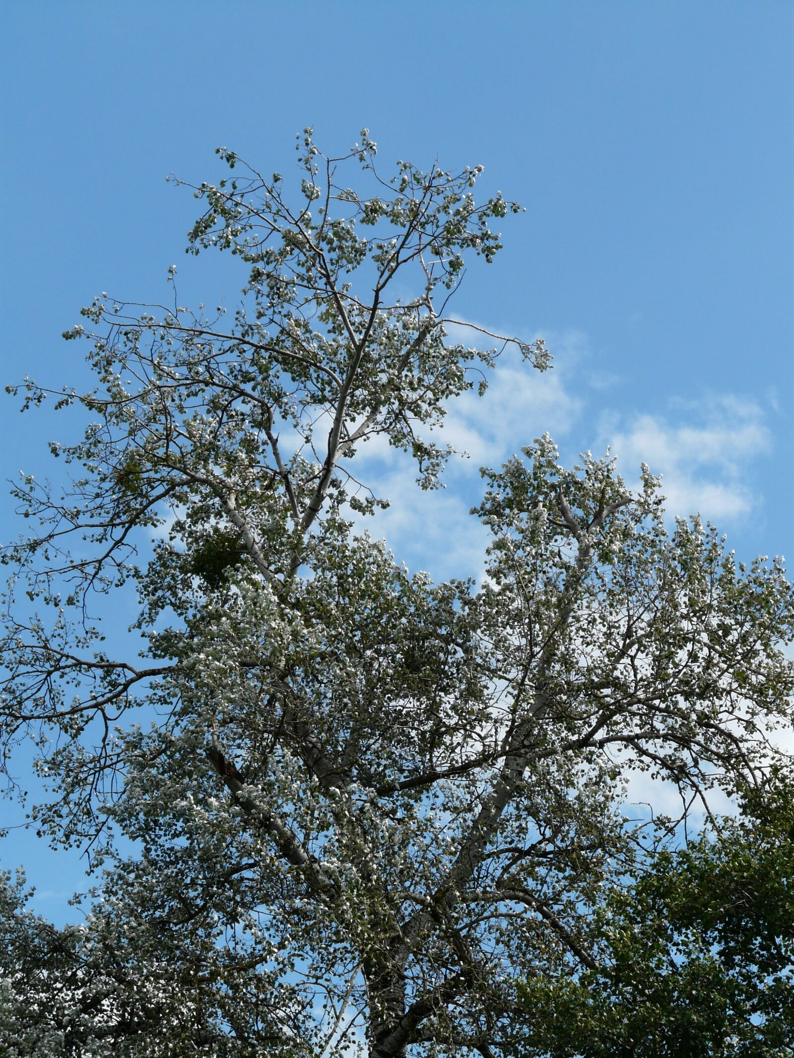 Panasonic DMC-FZ18 sample photo. Populus alba, tree, poplar photography