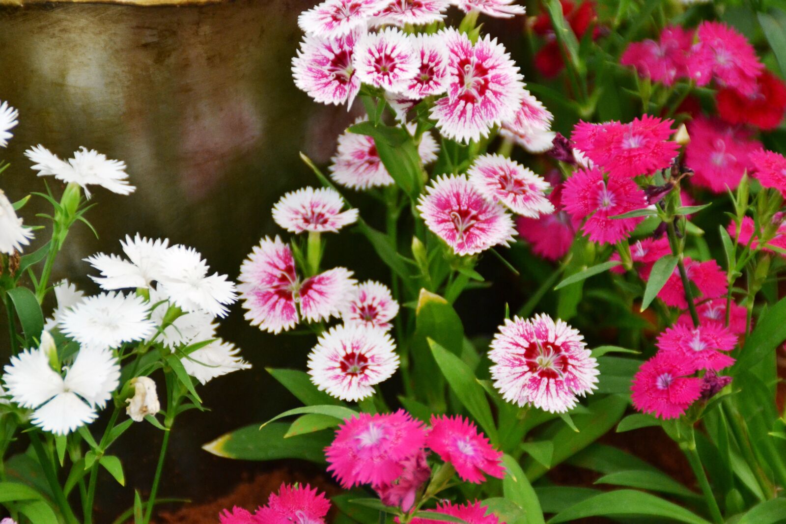 Nikon D3100 sample photo. Flower, plant, botanist photography