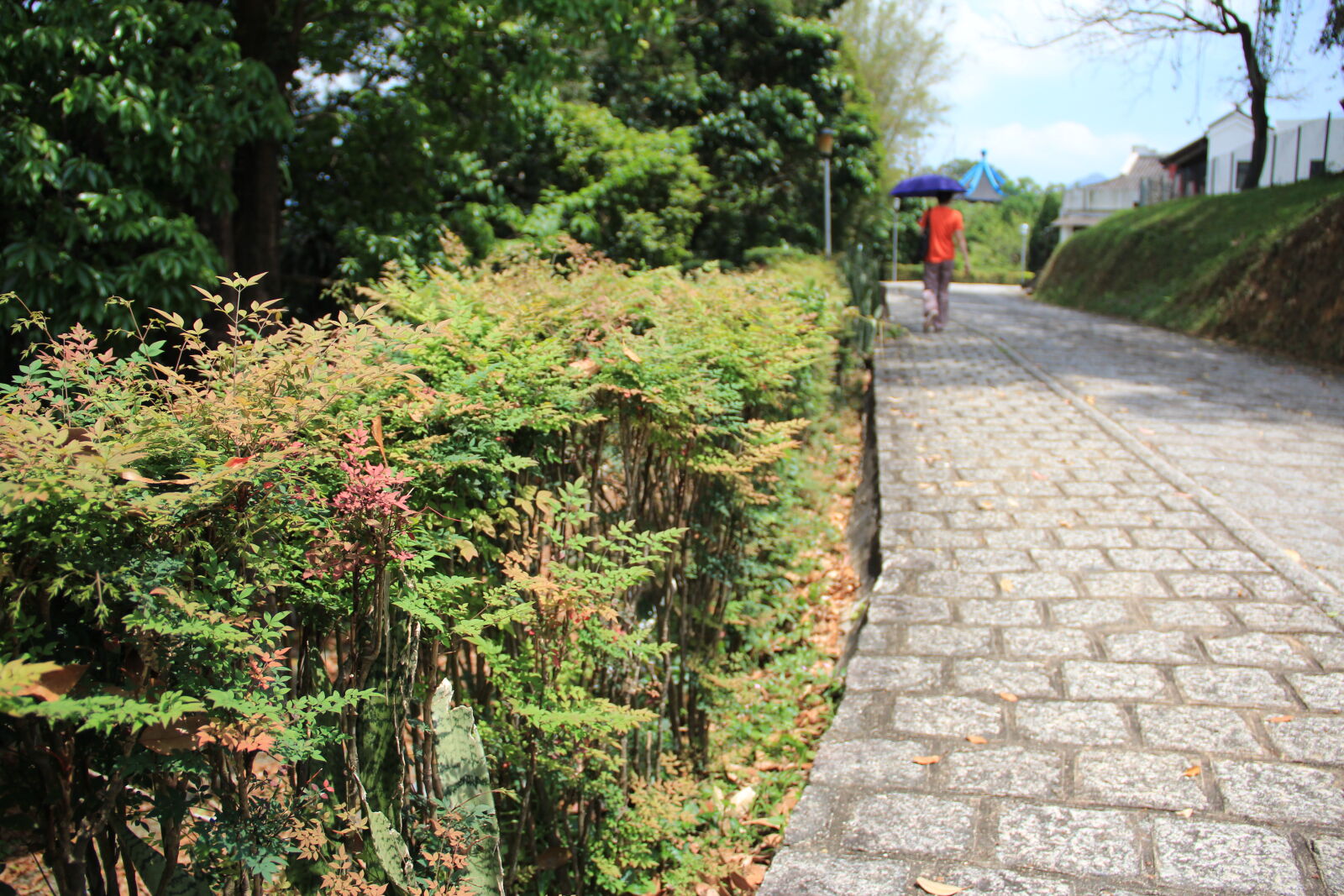 Canon EOS 600D (Rebel EOS T3i / EOS Kiss X5) sample photo. Trail, road, walking photography