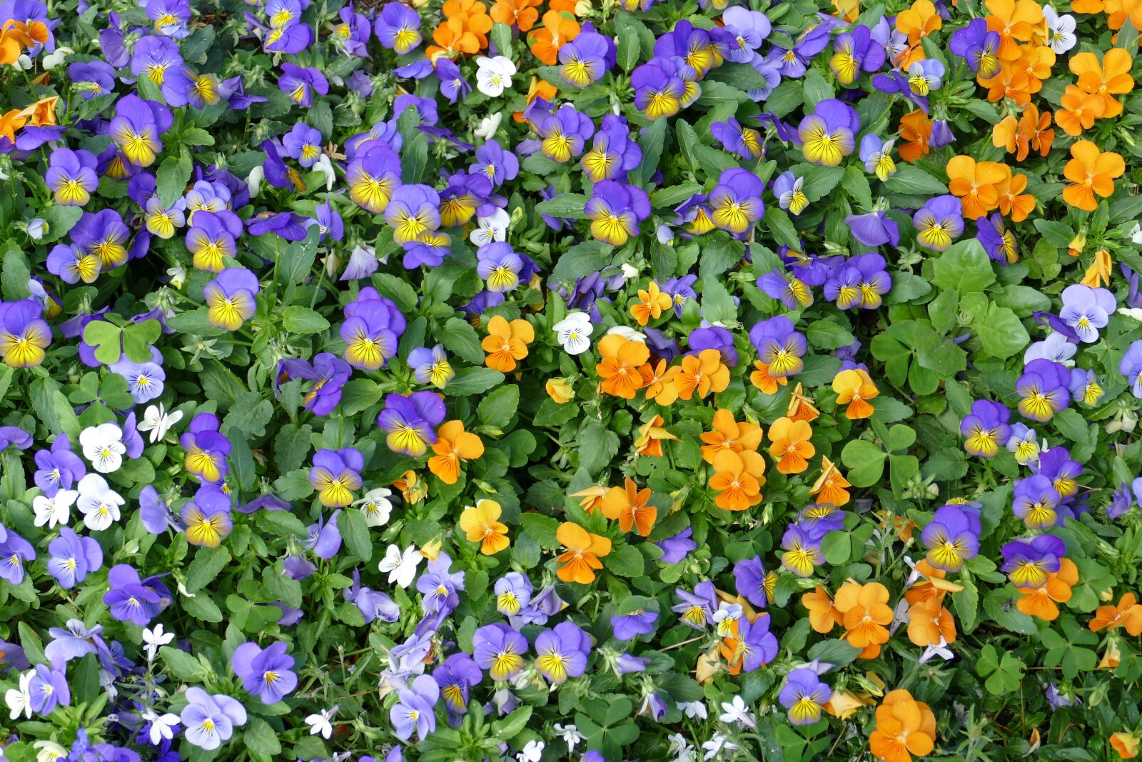 Panasonic Lumix DMC-FZ1000 sample photo. Viola, 400–500, pansy photography