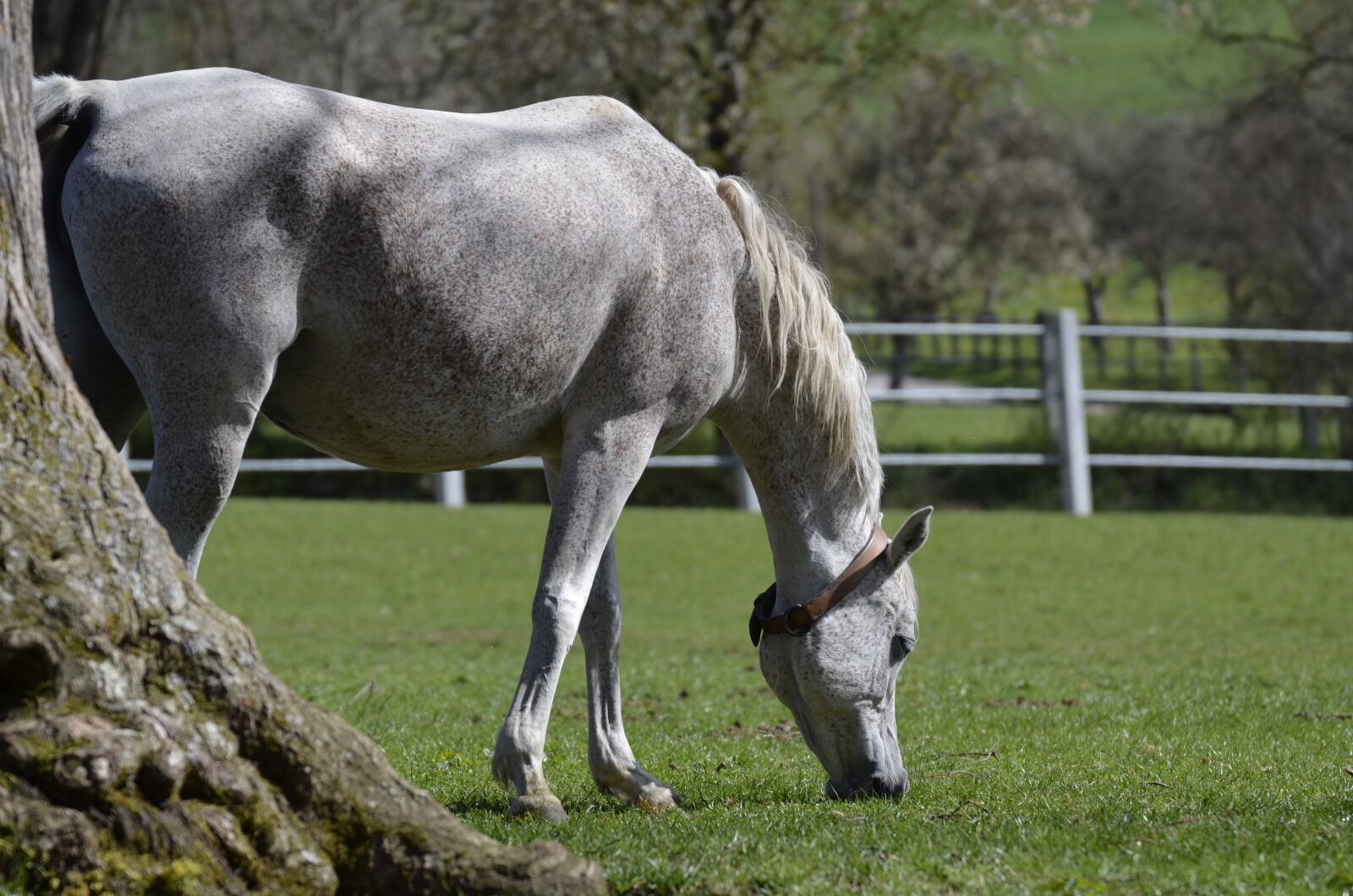Nikon D5100 sample photo. Main and state stud photography