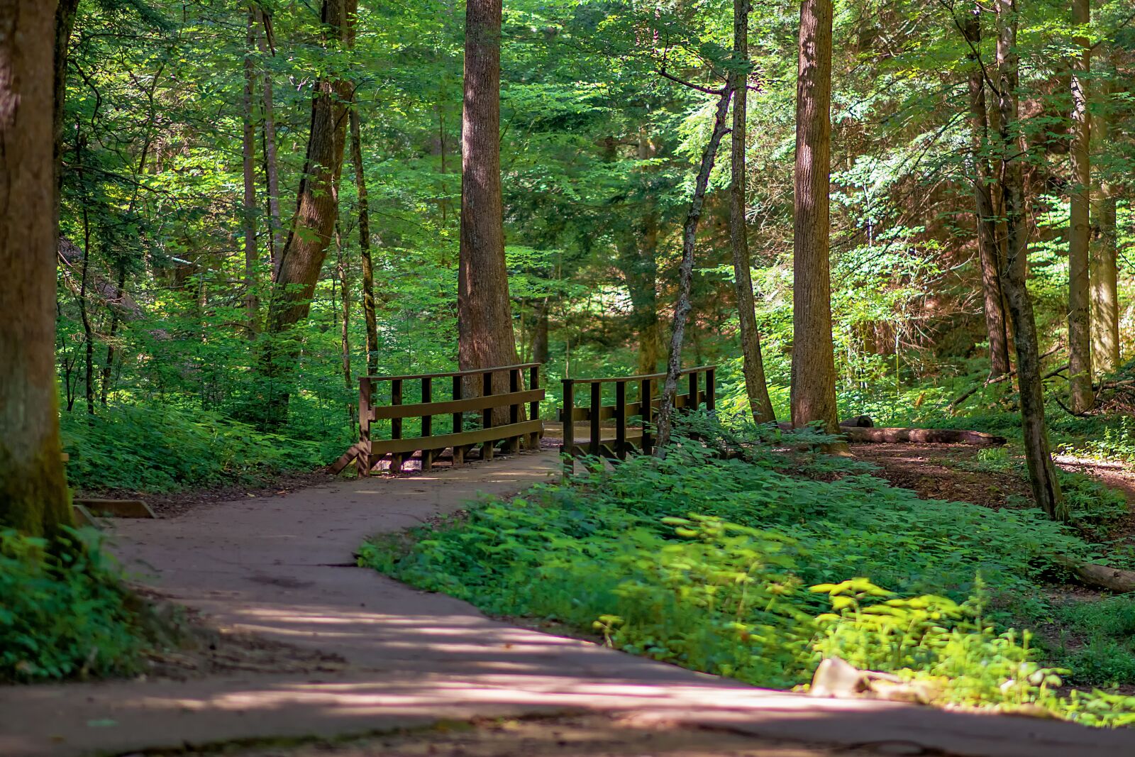 Nikon D3300 sample photo. Woods, hiking, path photography