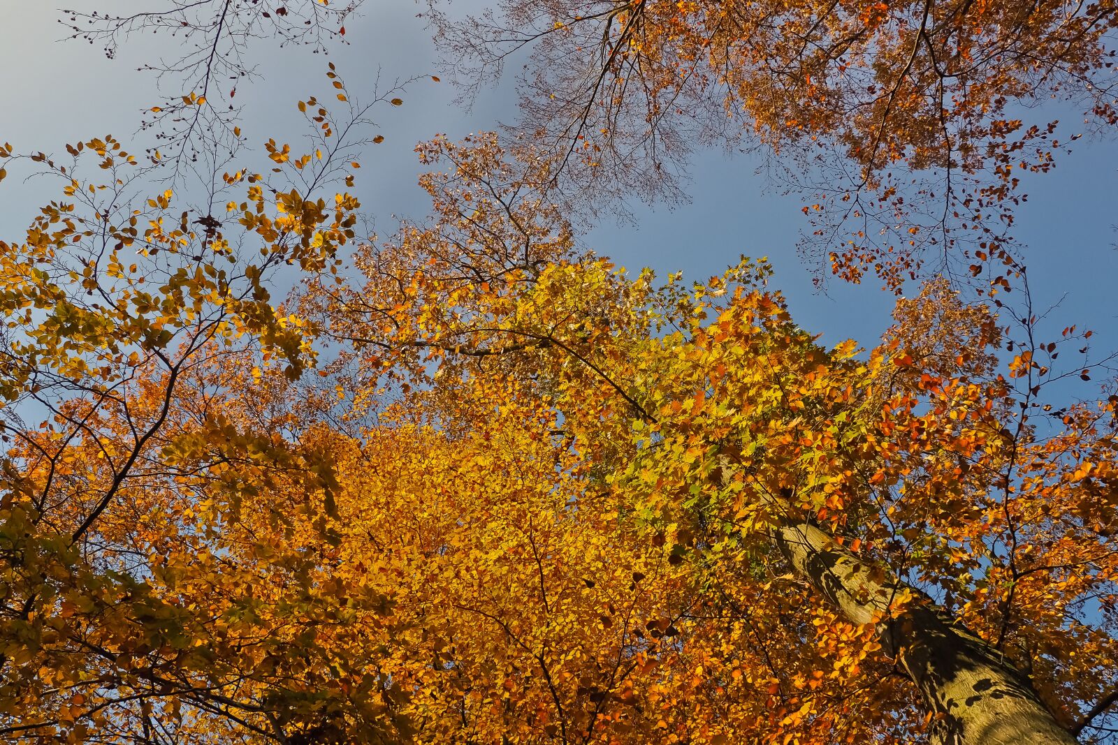 Olympus OM-D E-M10 sample photo. Autumn, nature, trees photography