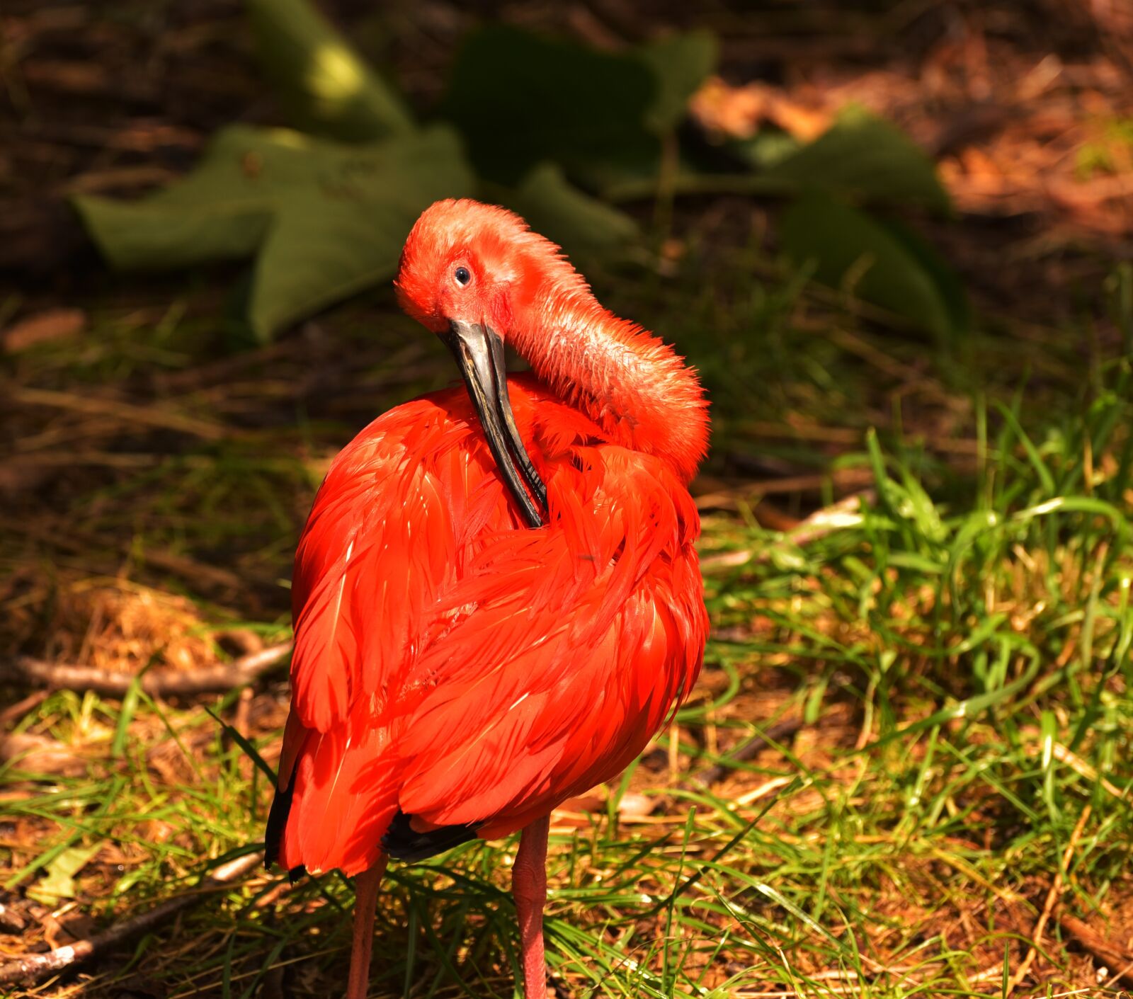 Nikon D750 sample photo. Bird, red bird, water photography