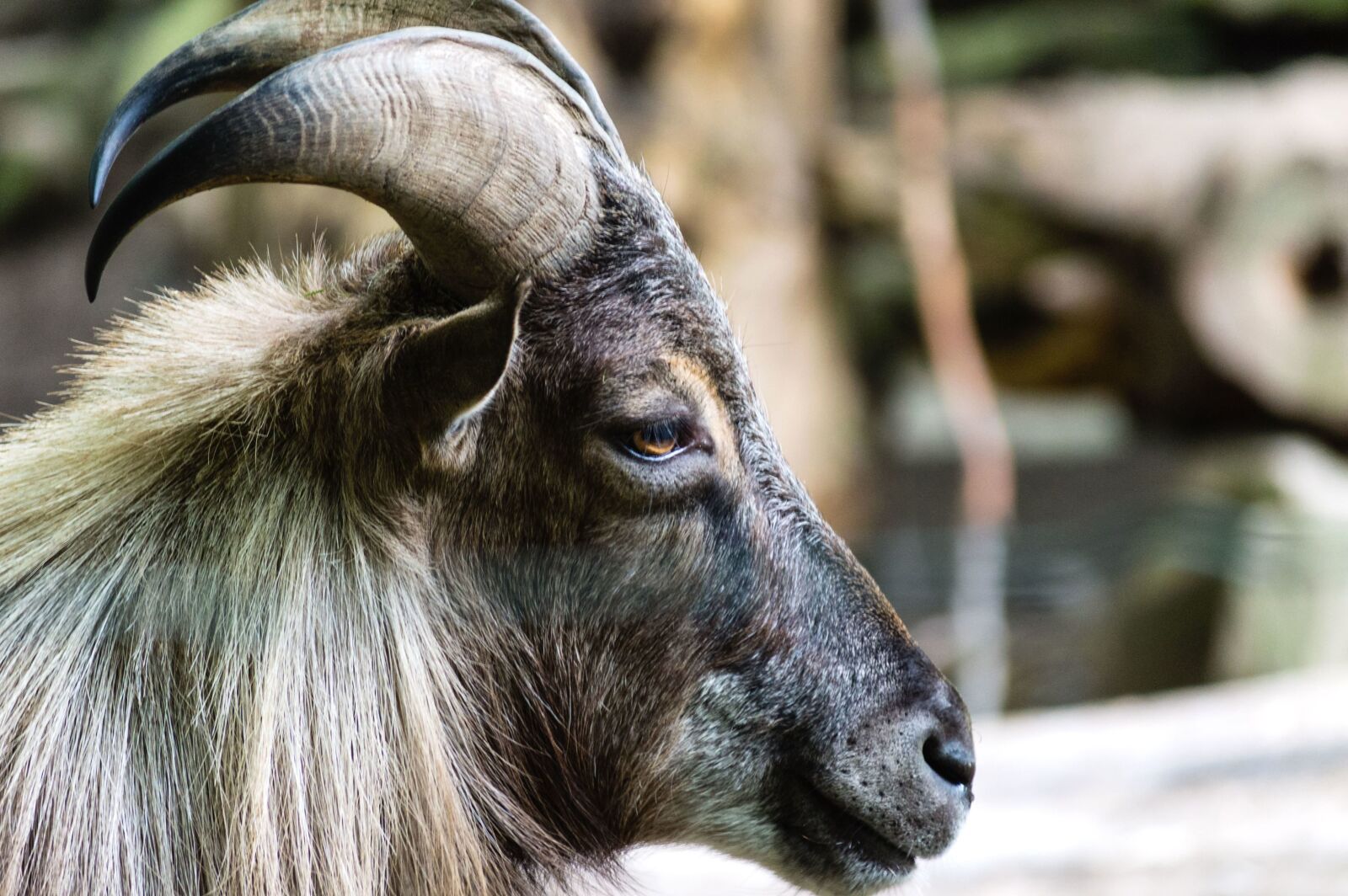 Nikon D3200 sample photo. Goat, horns, face, animal photography