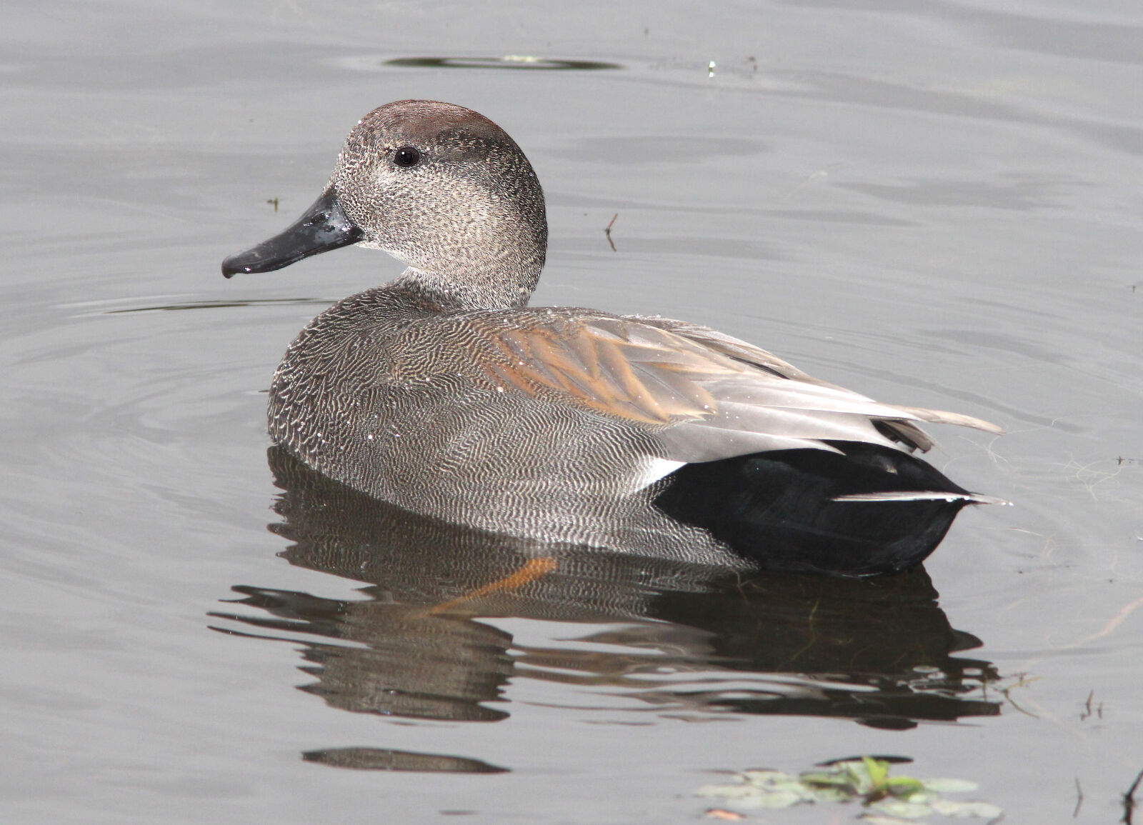 Canon EF 300mm F4L IS USM sample photo