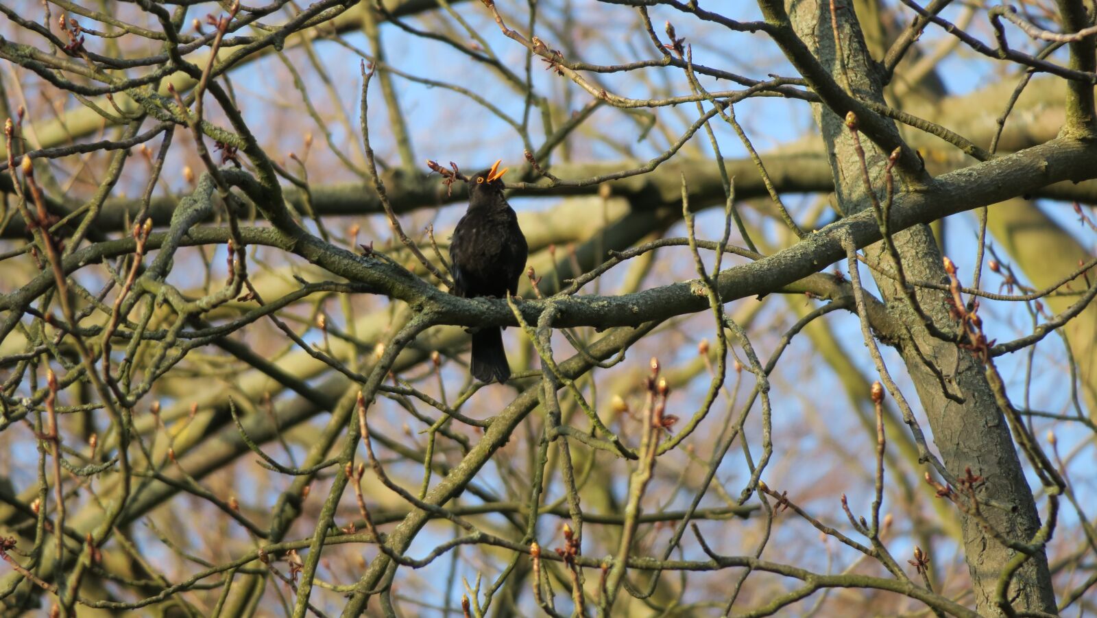 Canon PowerShot G3 X sample photo. Blackbird, bird, singer photography