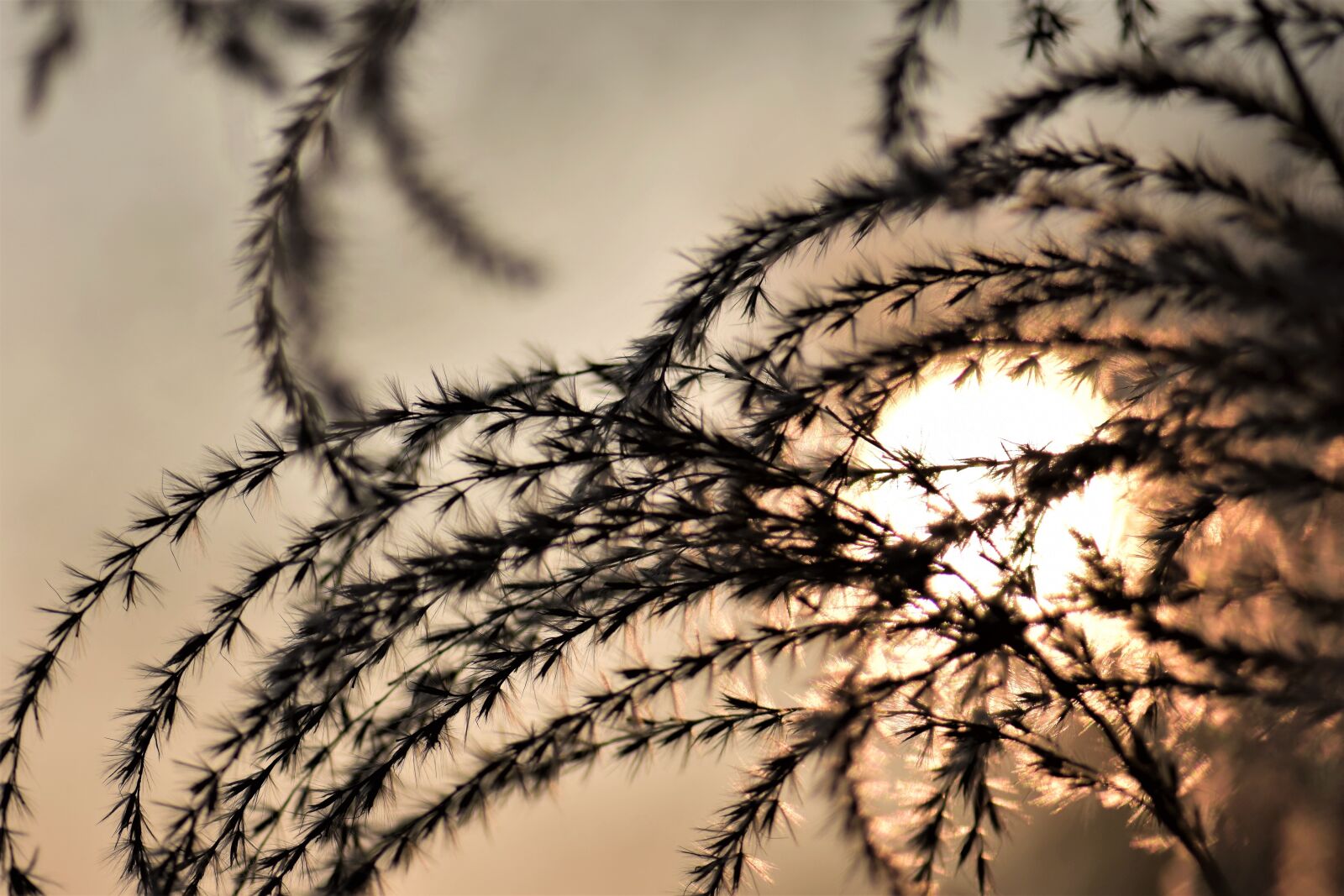 Nikon D5500 sample photo. Bamboo grassedit this page photography