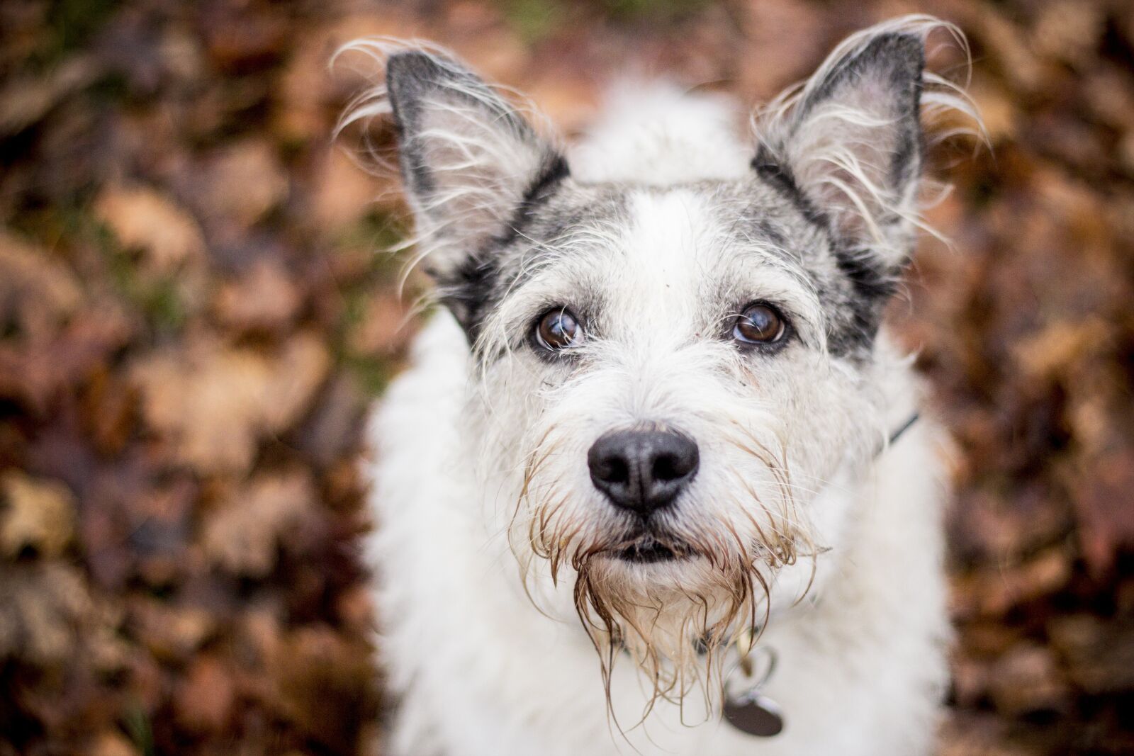 Canon EOS 600D (Rebel EOS T3i / EOS Kiss X5) + Canon EF 50mm F1.8 II sample photo. Dog, animal, mazel photography