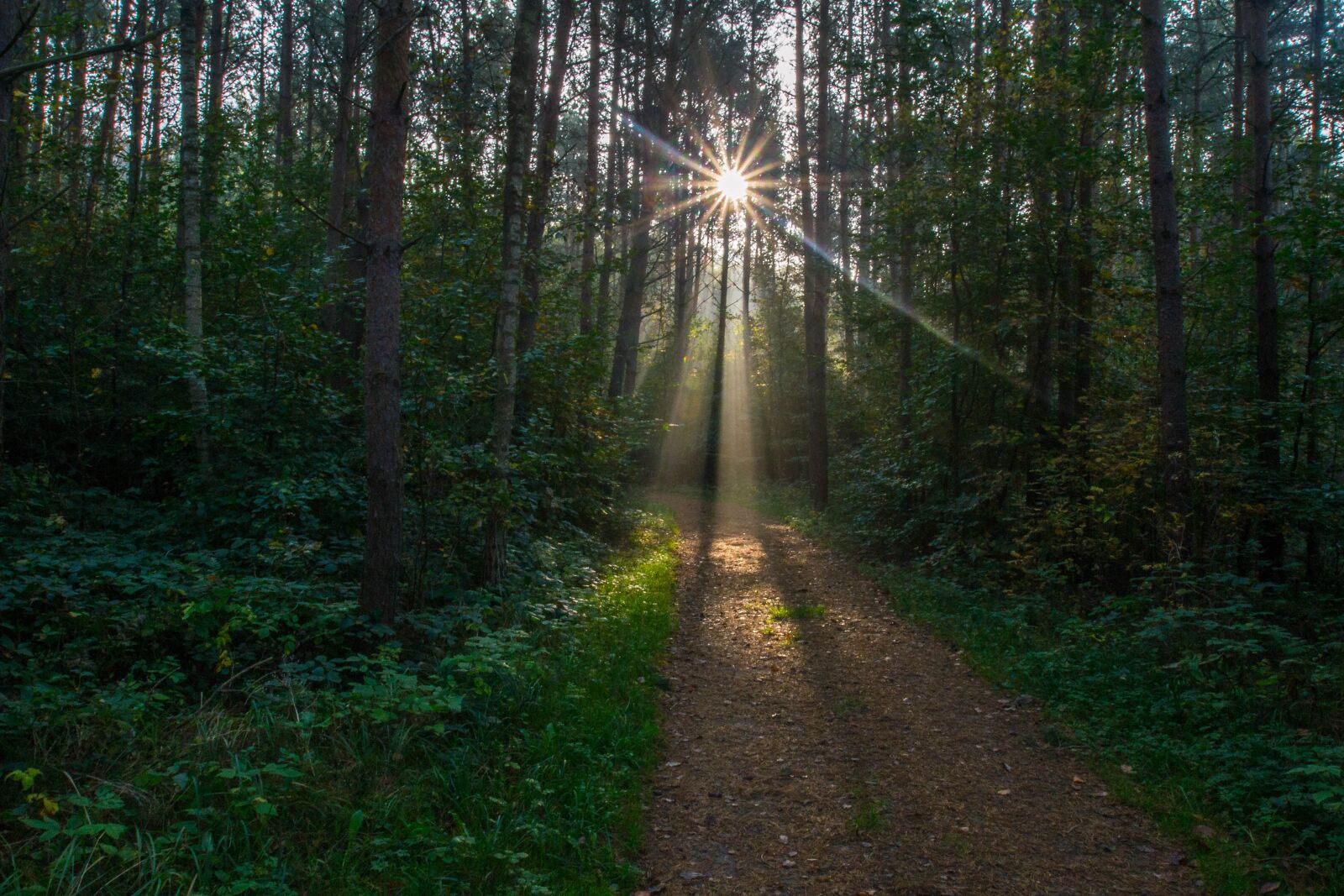 Nikon D3100 sample photo. Sonnenstern, sunbeam, forest path photography