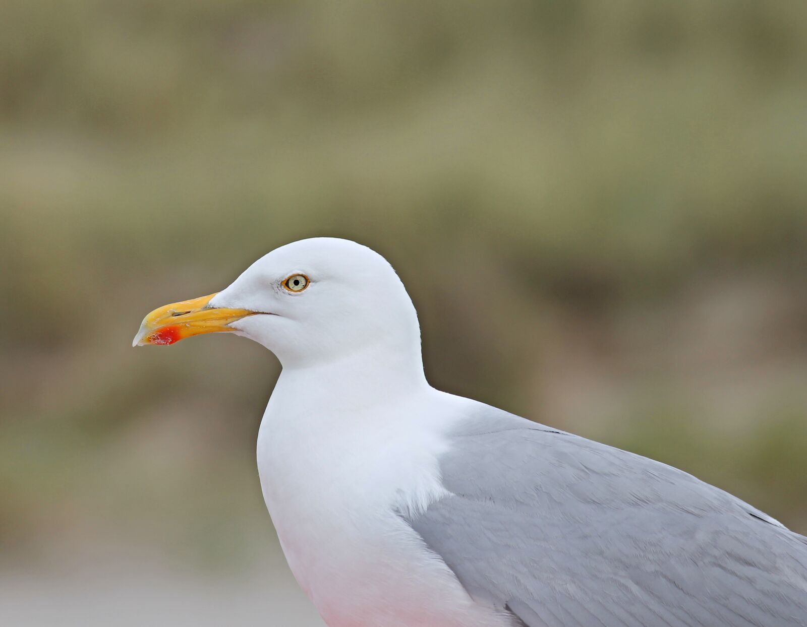 Canon EOS 1100D (EOS Rebel T3 / EOS Kiss X50) sample photo. Seagull, close up, head photography