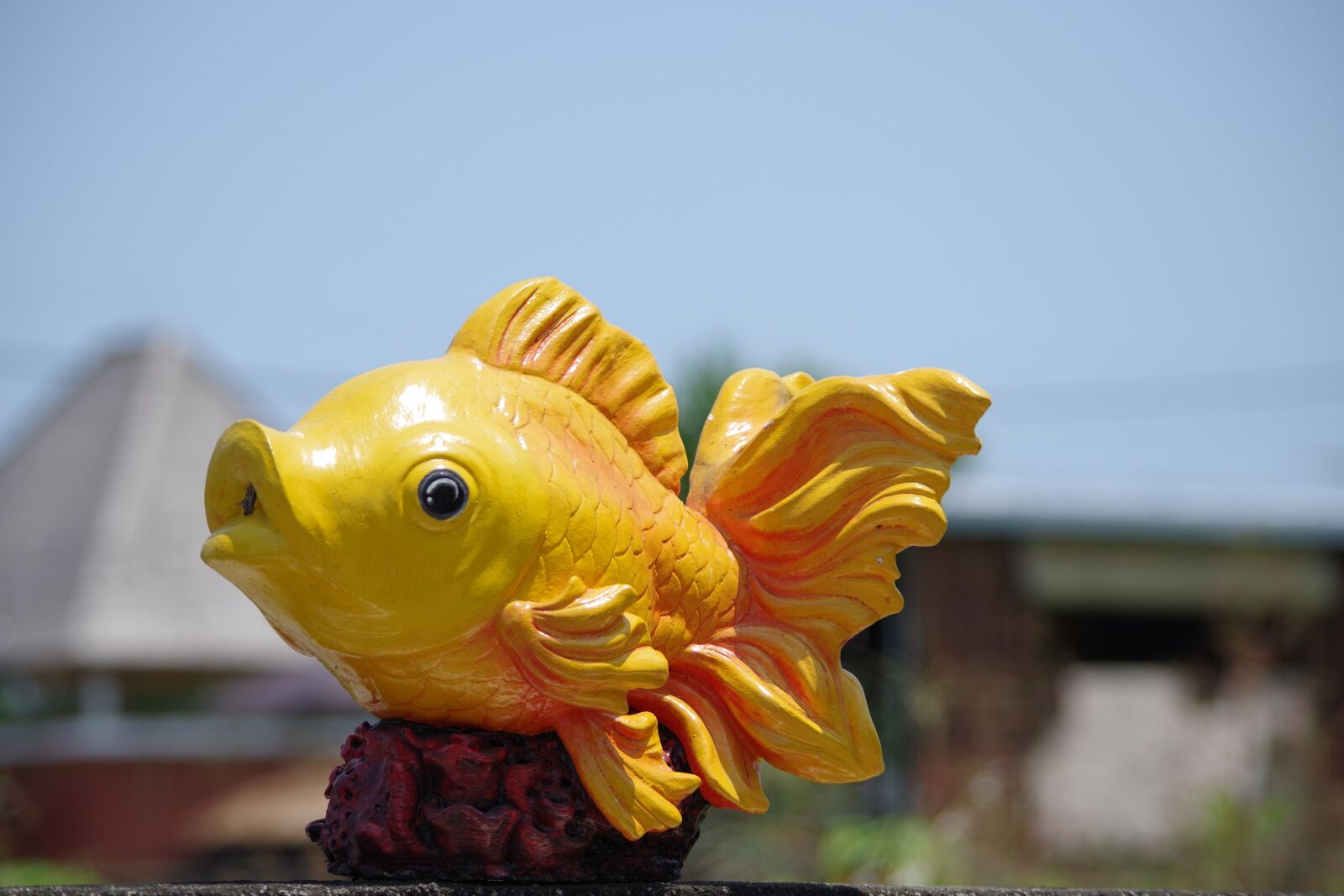 Pentax K-S2 sample photo. Fish, yellow, decoration photography
