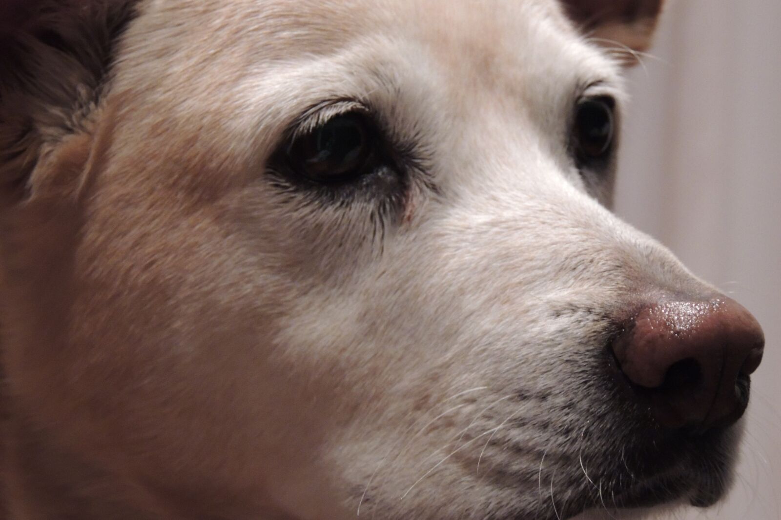 Nikon Coolpix P510 sample photo. Dog, closeup, animal photography