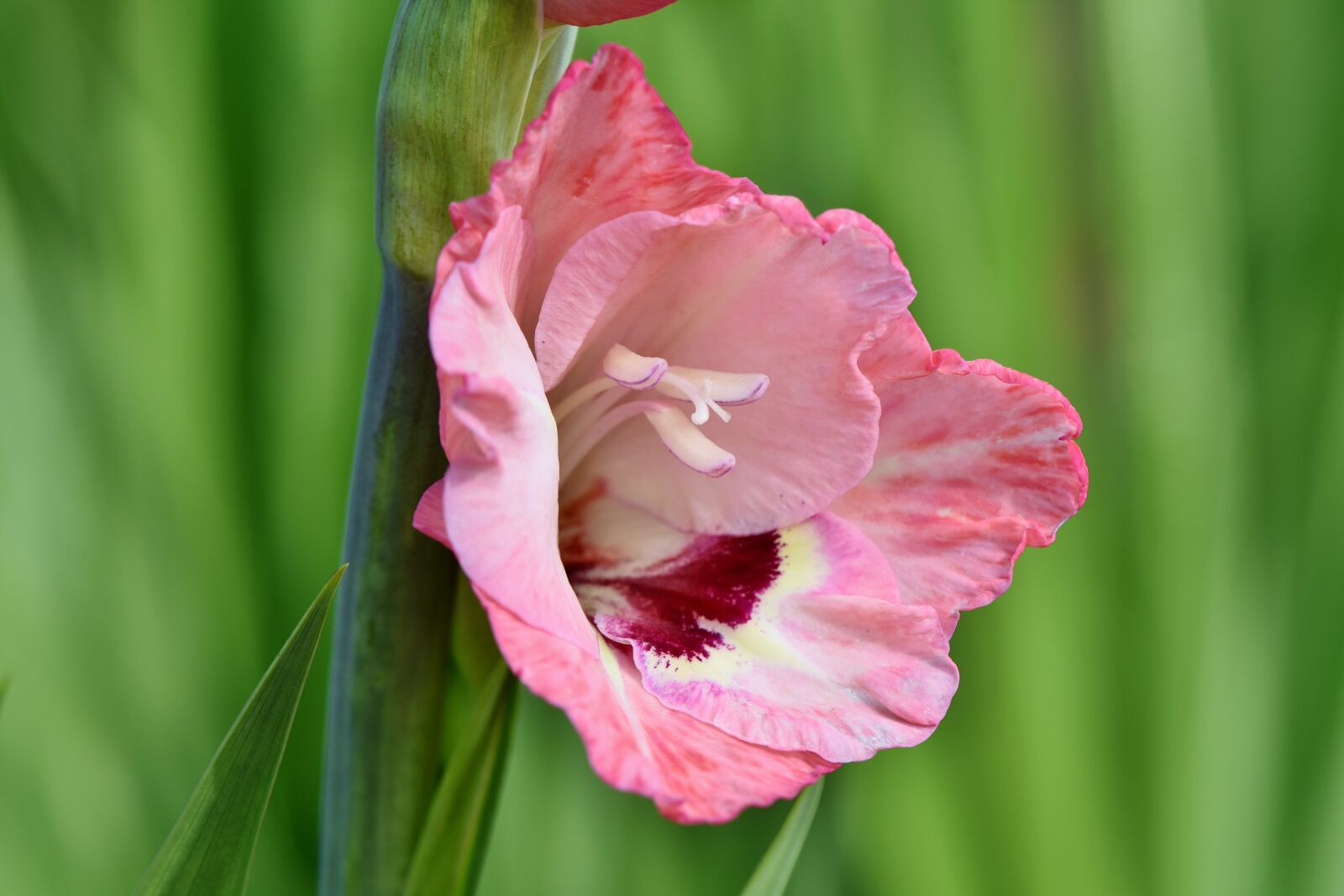 Nikon D7200 sample photo. Gladiolus, gladidus, butterfly greenhouse photography