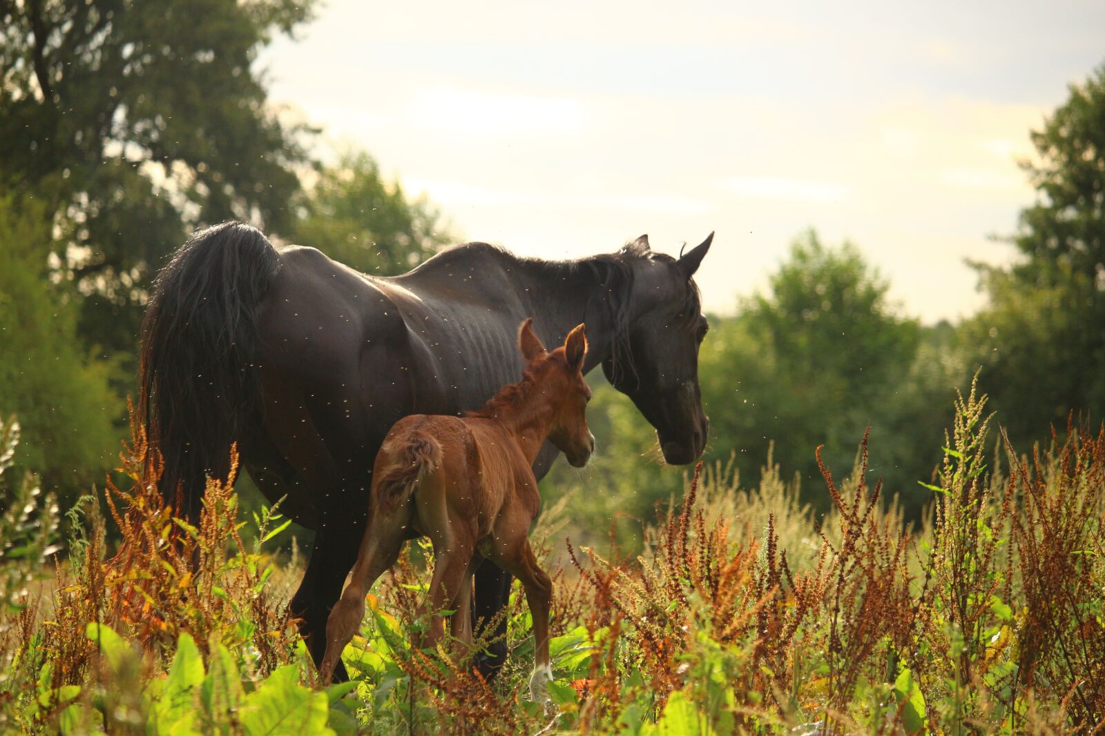 Canon EOS 100D (EOS Rebel SL1 / EOS Kiss X7) sample photo. Horse, mare, foal photography