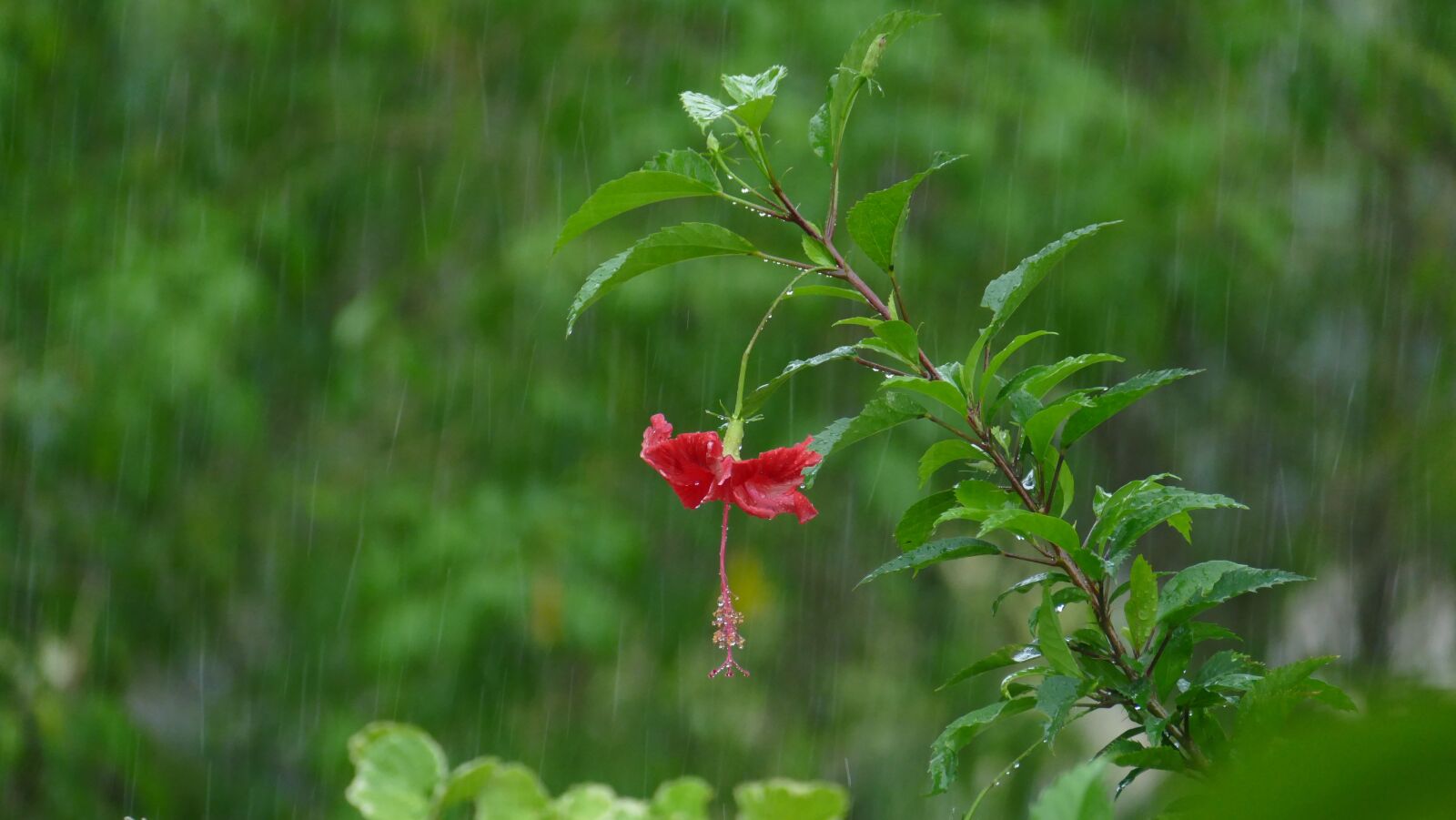 Leica V-Lux (Typ 114) sample photo. Rain, hibiscus, blossom photography