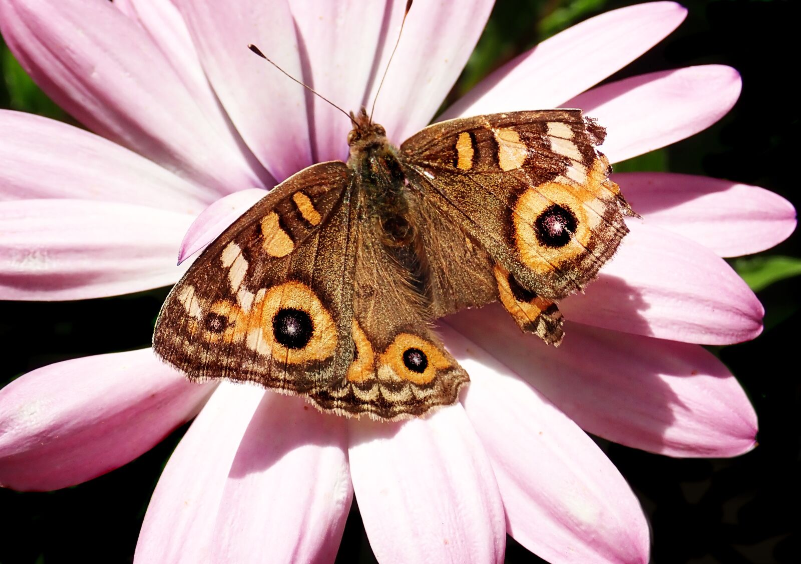 Olympus TG-5 sample photo. Butterfly, insect, damaged wing photography