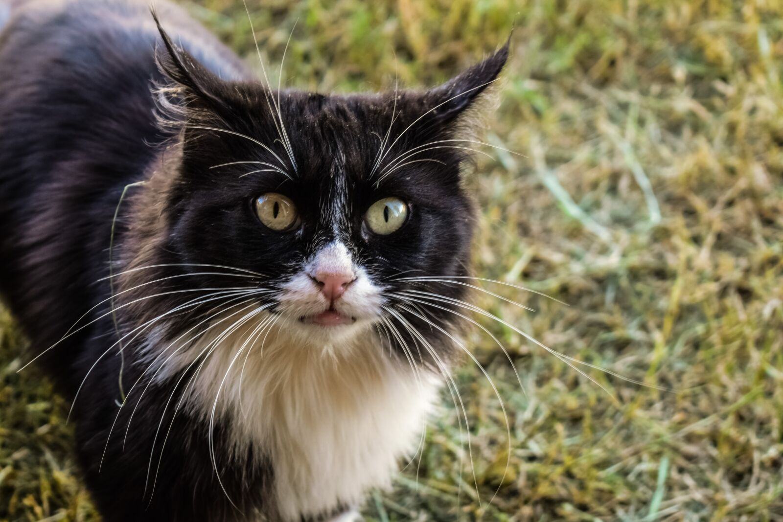 Nikon D3300 sample photo. Cat, feral, feline photography