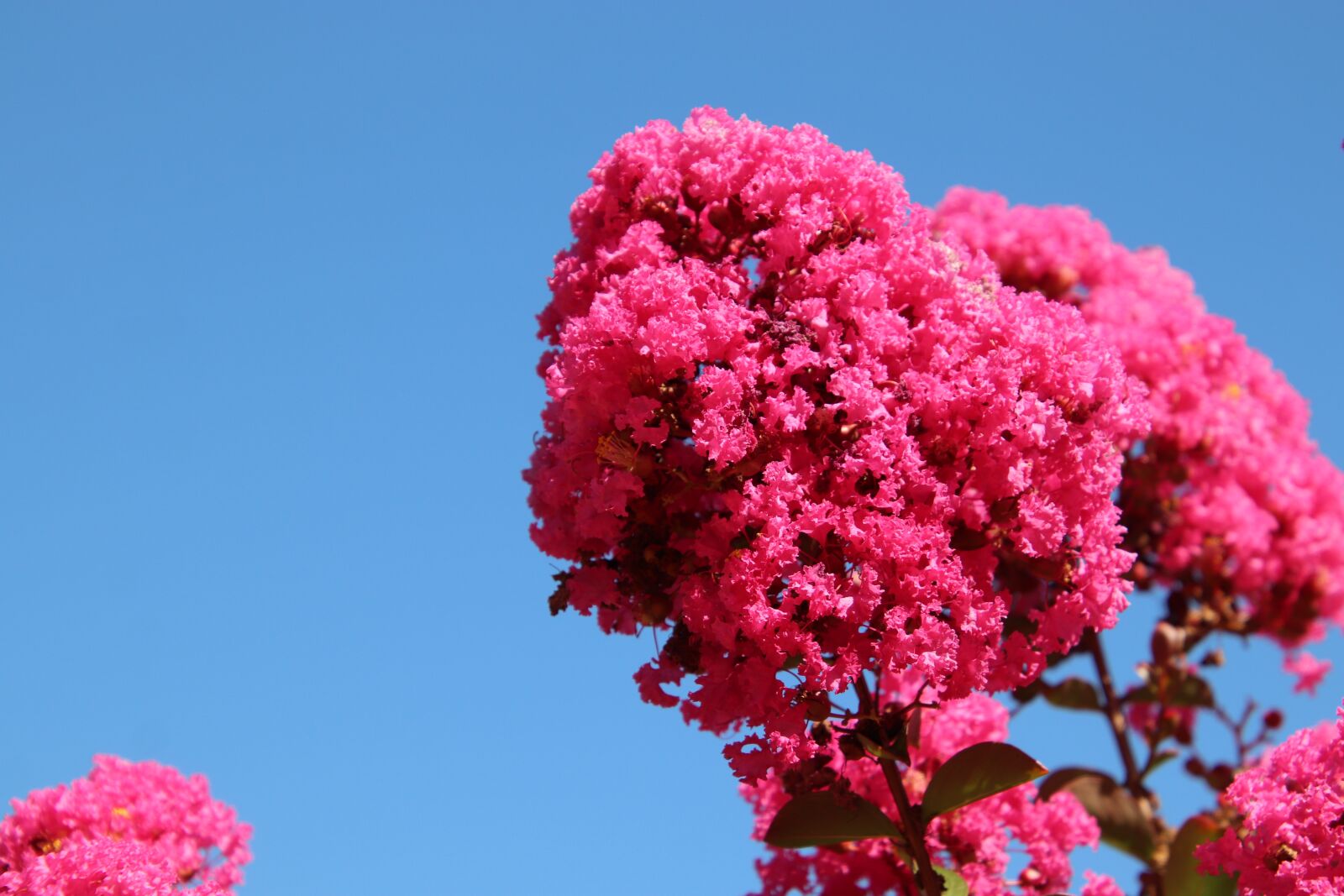 Canon EOS 800D (EOS Rebel T7i / EOS Kiss X9i) sample photo. Lagerstroemia indica, lilac summer photography