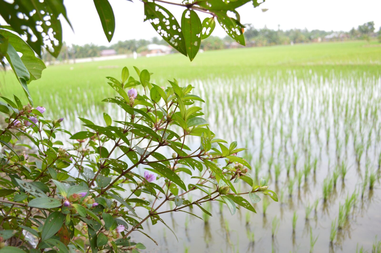 Nikon D3200 sample photo. Field, nature, view photography