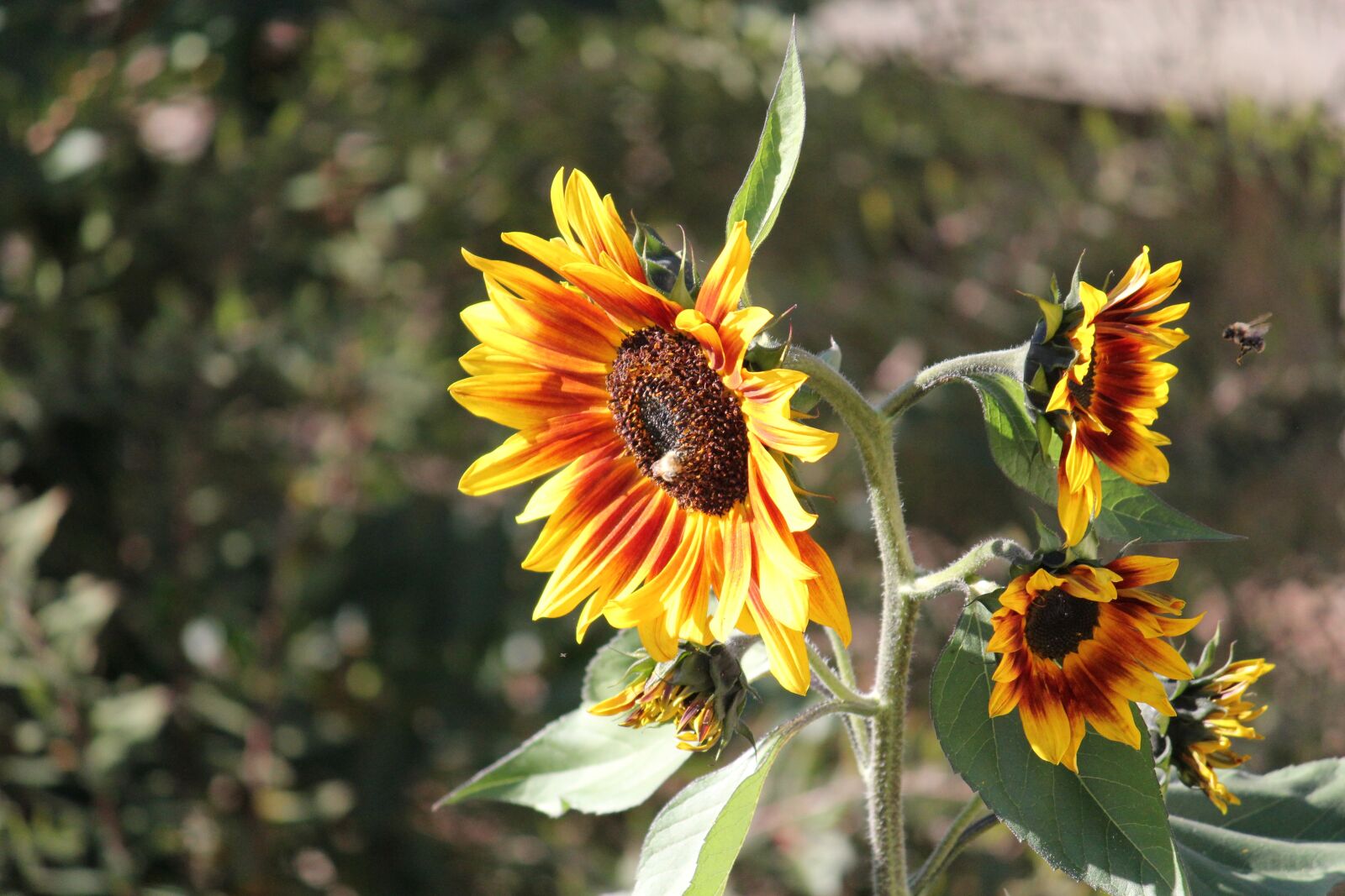 Canon EOS 550D (EOS Rebel T2i / EOS Kiss X4) sample photo. Sunflower, bee, blossom photography
