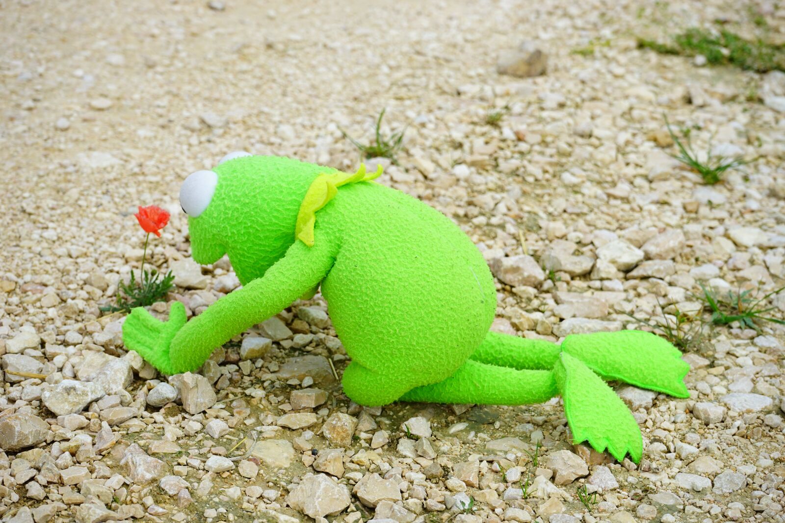 Sony a7 sample photo. Kermit, frog, hunger photography