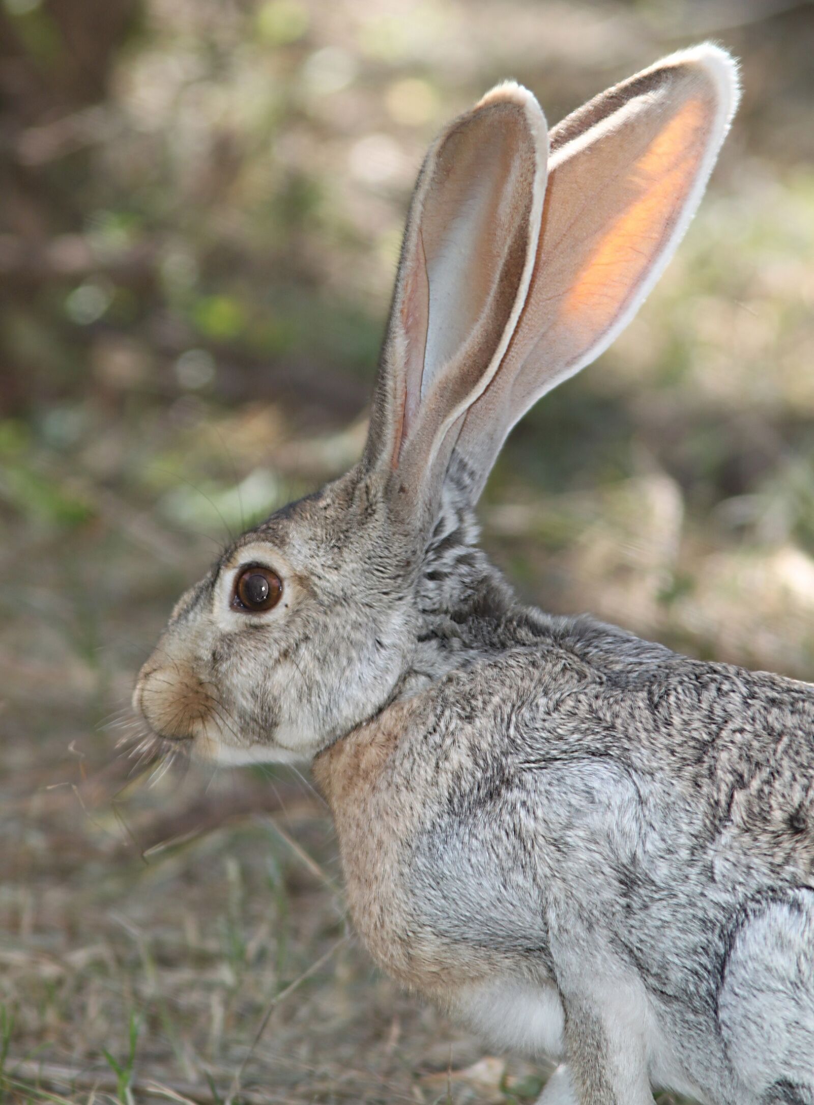 Canon EOS 500D (EOS Rebel T1i / EOS Kiss X3) sample photo. Antelope jackrabbit, wild, nature photography