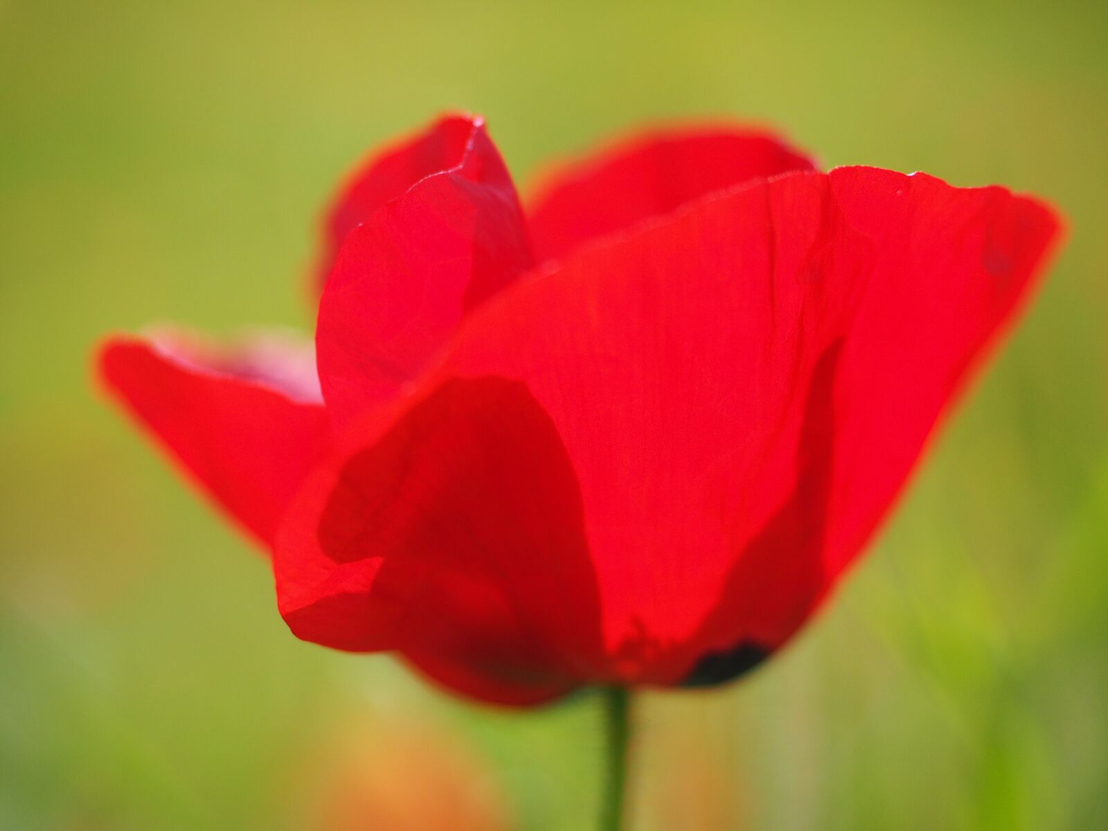 Olympus OM-D E-M1 + Olympus M.Zuiko Digital ED 12-40mm F2.8 Pro sample photo. Poppy flower, poppy, red photography