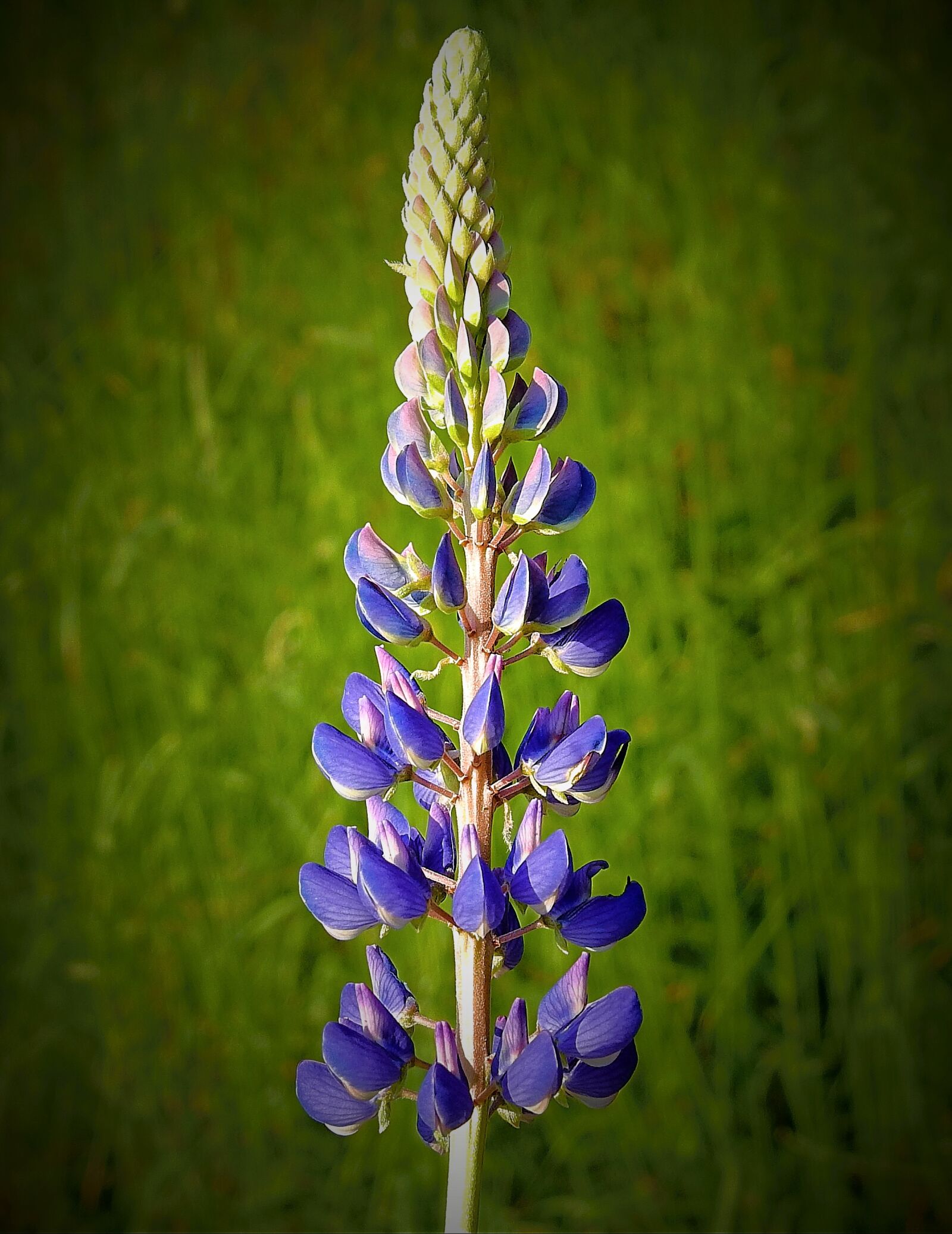 Nikon Coolpix P900 sample photo. Wildflowers, nature, meadow photography
