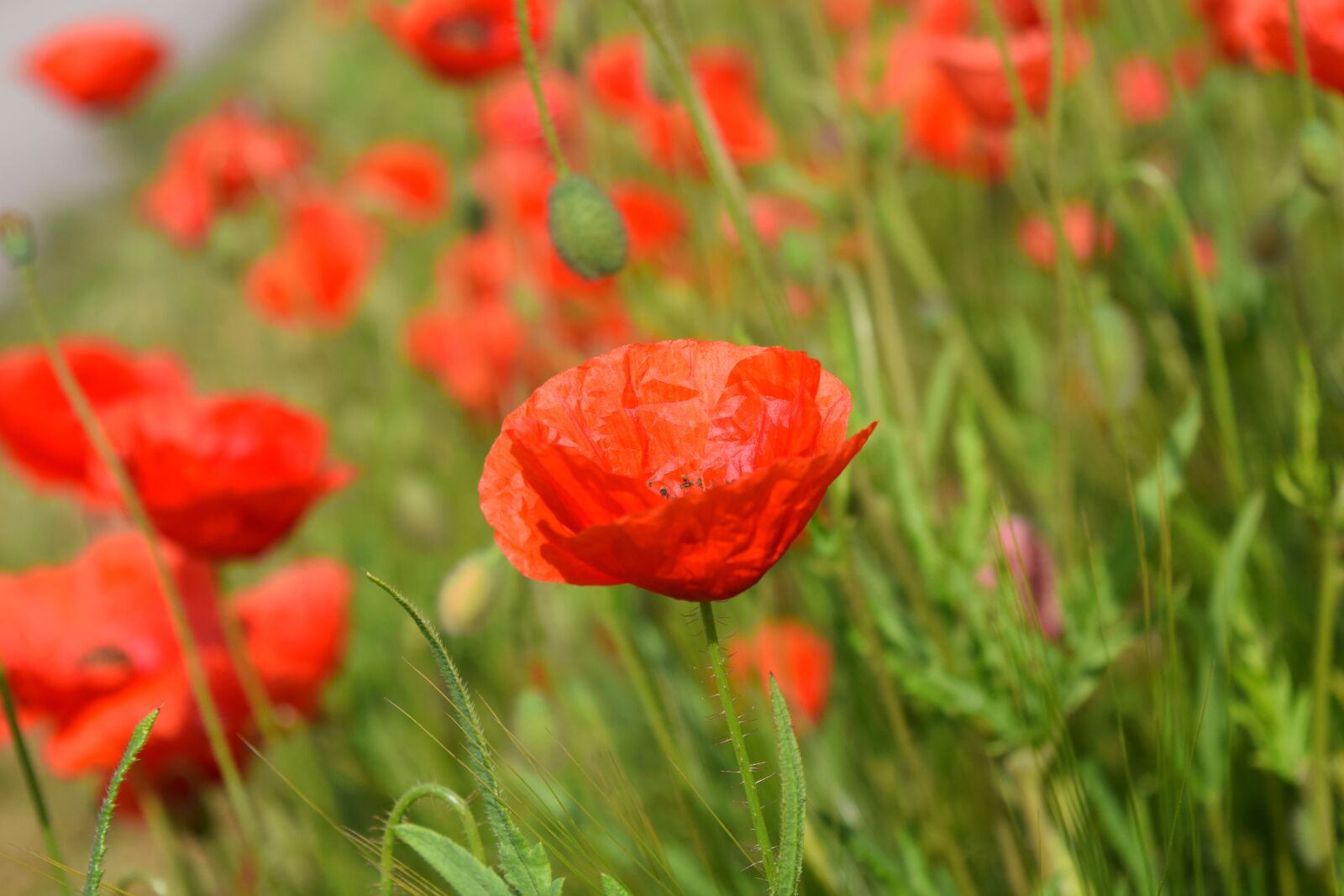 Nikon D3300 sample photo. Poppy, field of poppies photography