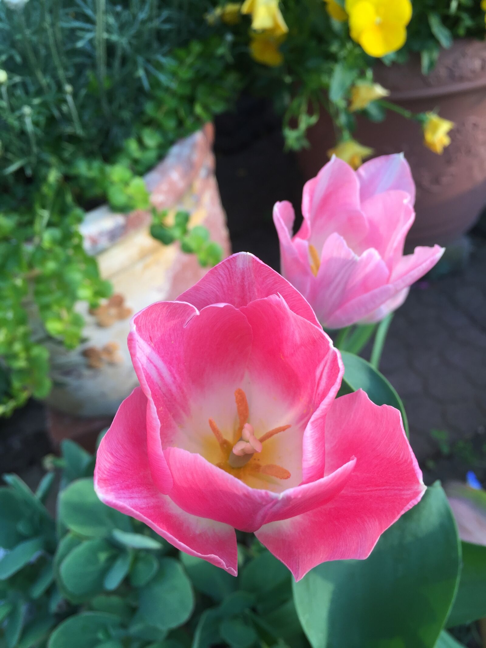 iPhone 6 Plus back camera 4.15mm f/2.2 sample photo. Narita, san, tulips photography