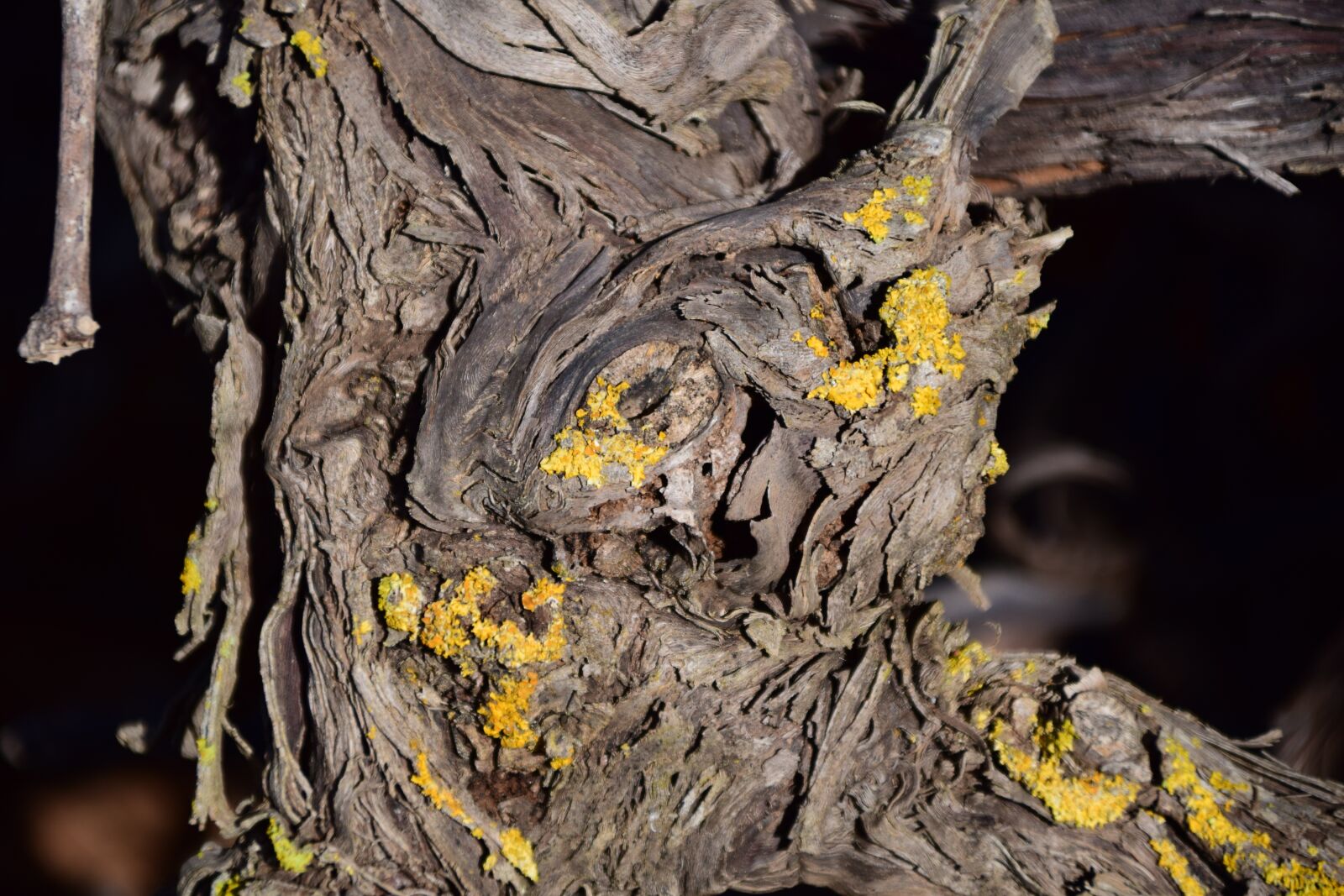 Nikon D3300 sample photo. Wood, gnarled, old photography