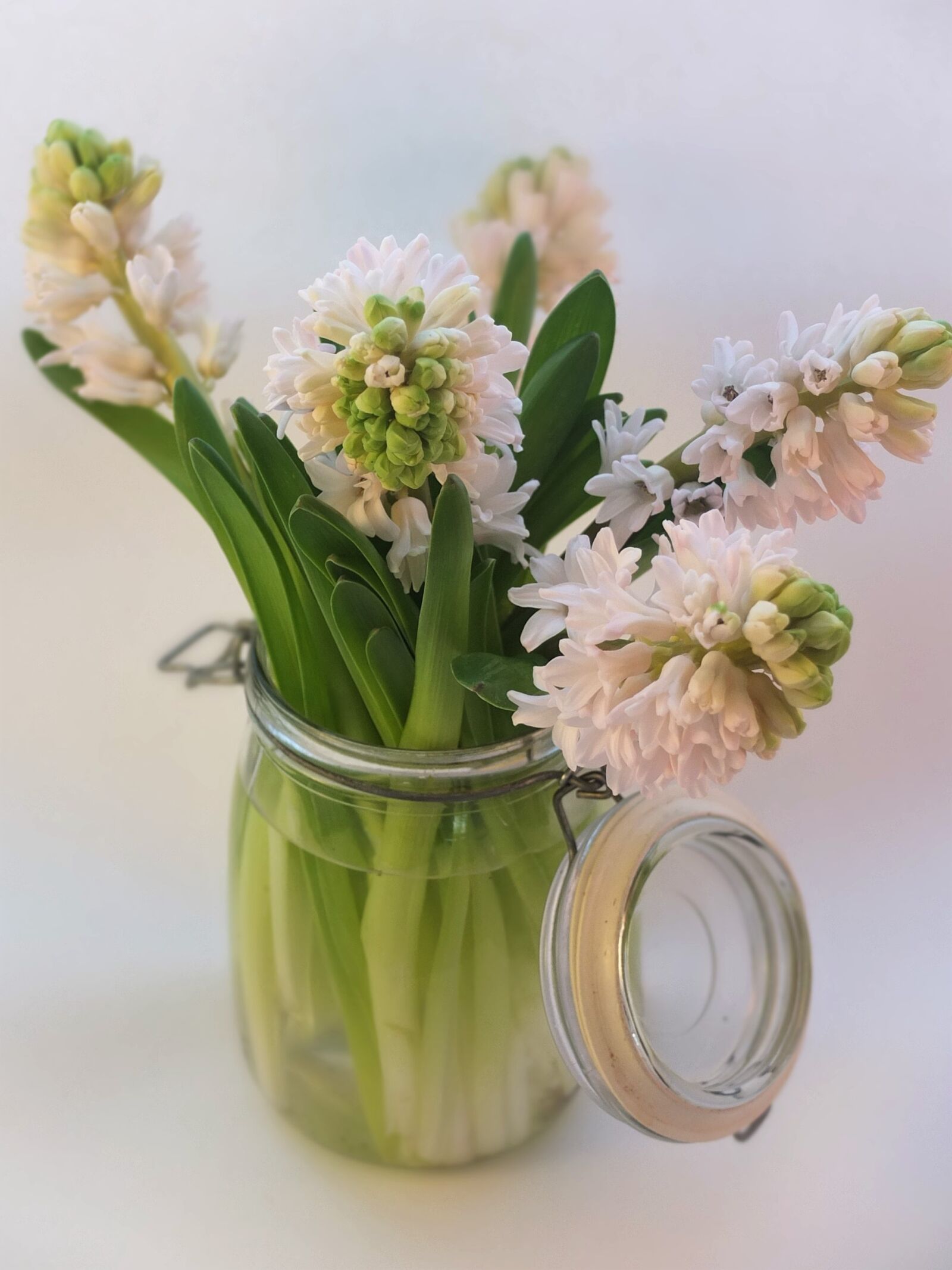 Fujifilm X10 sample photo. Hyacinth, pink, bulbs photography