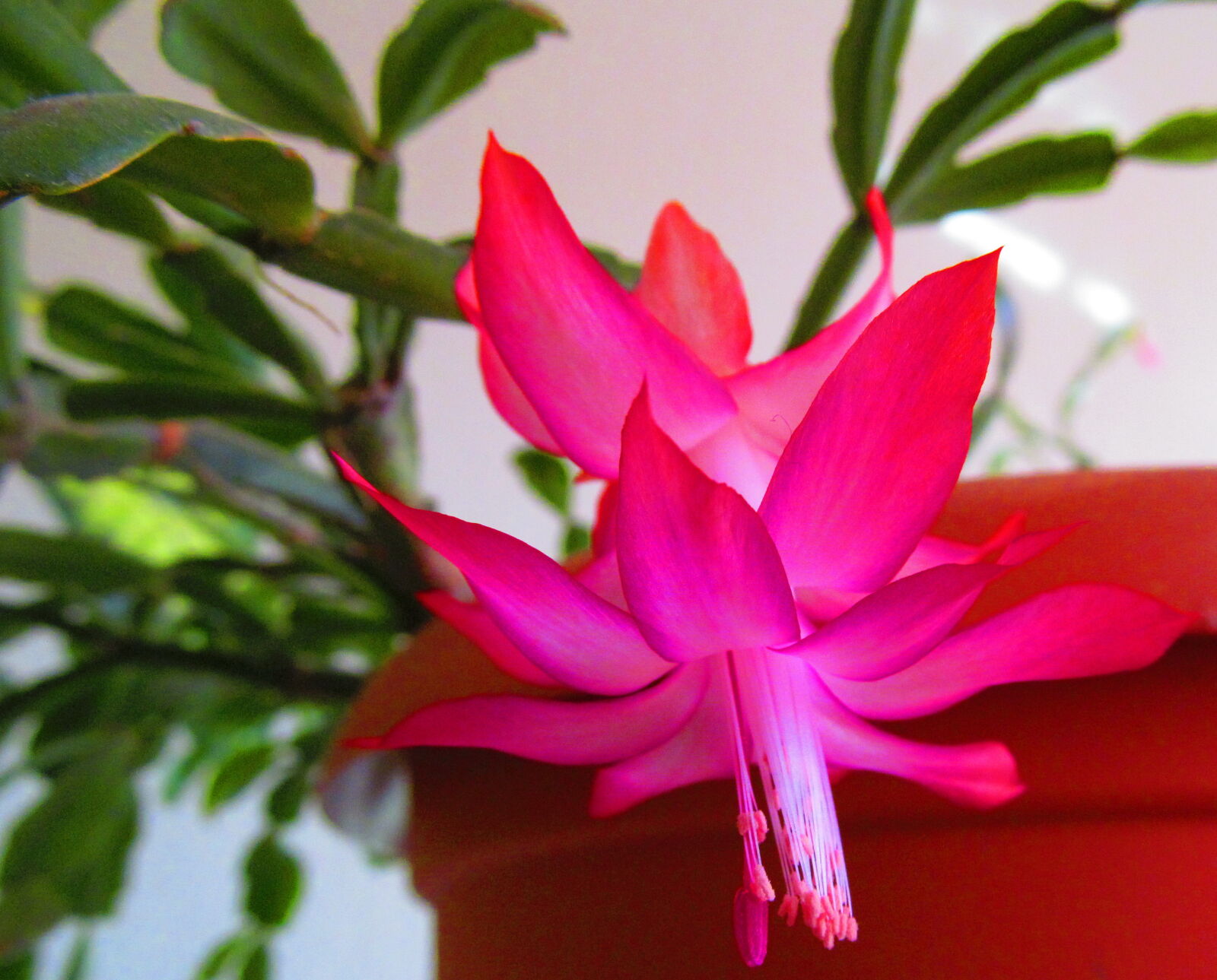 Canon PowerShot SX150 IS sample photo. Flower, macro, nature photography