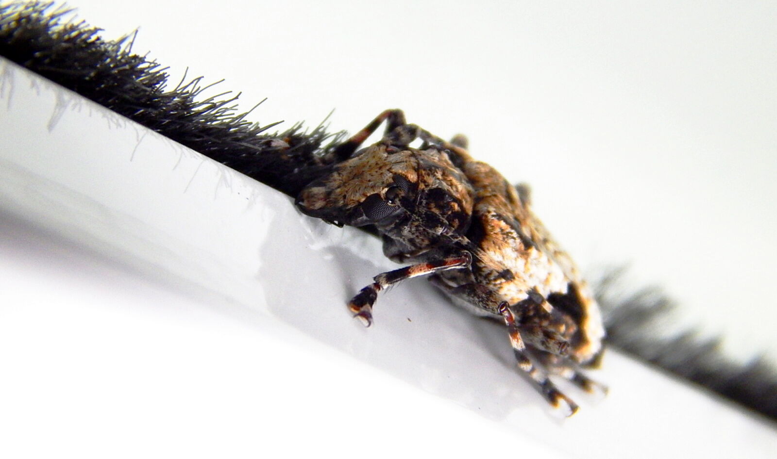Nikon Coolpix L820 sample photo. Bug, insects, macro, ugly photography
