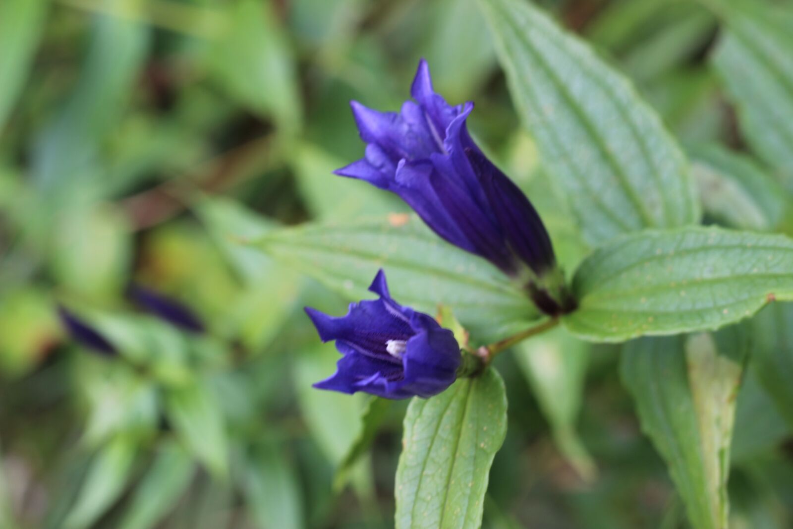 Canon EOS 600D (Rebel EOS T3i / EOS Kiss X5) + Canon EF 50mm F1.8 STM sample photo. Gentian, plant, blue photography