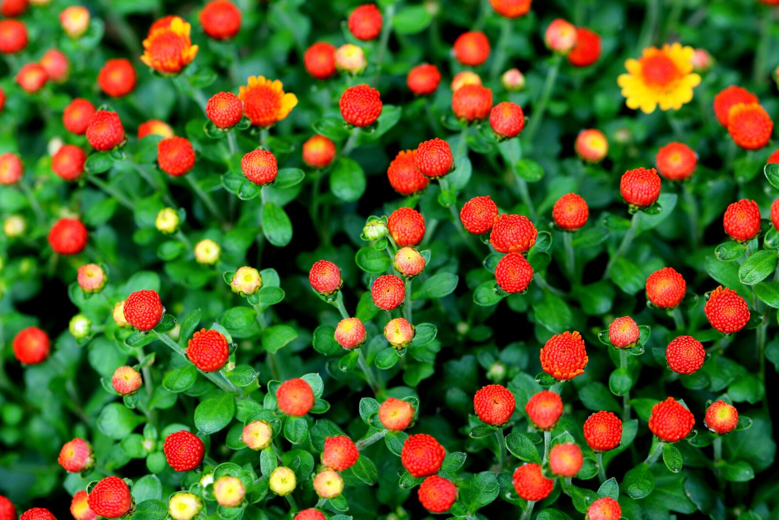 Canon EOS 7D Mark II sample photo. Chrysanthemum, flowers, plants photography