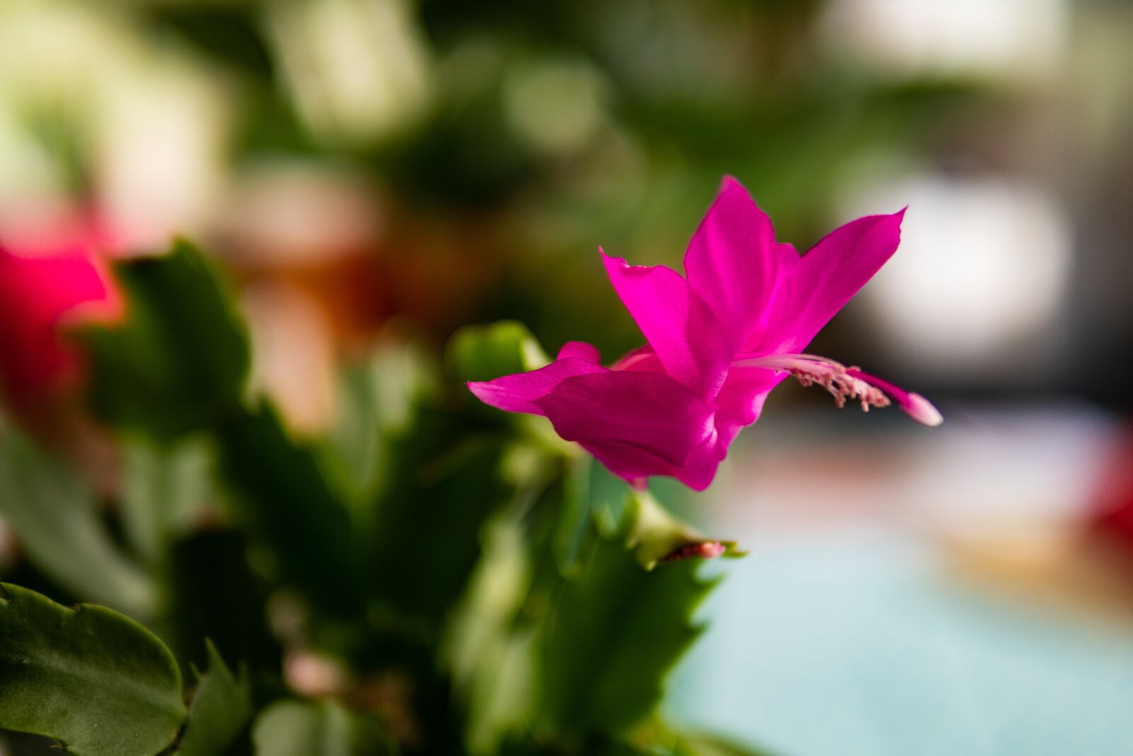 Panasonic Leica DG Summilux 25mm F1.4 II ASPH sample photo. Zygocactus, cactus, flower photography